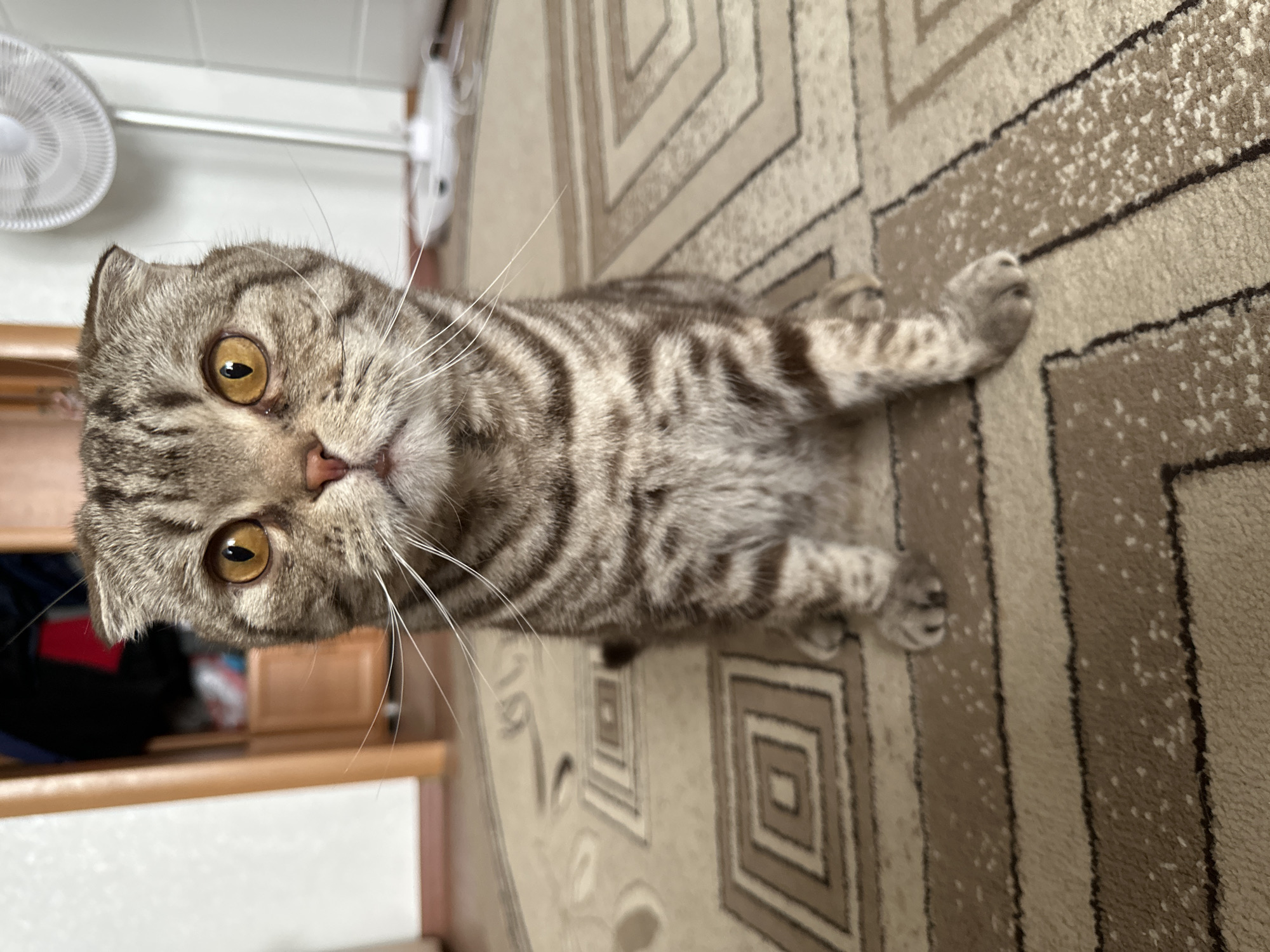 A domestic shorthair cat is lying on a carpet with a geometric pattern. The cat has gray and black tabby markings and golden eyes. The cat is located near stairs. In the background, a white fan is visible. The location is unknown.