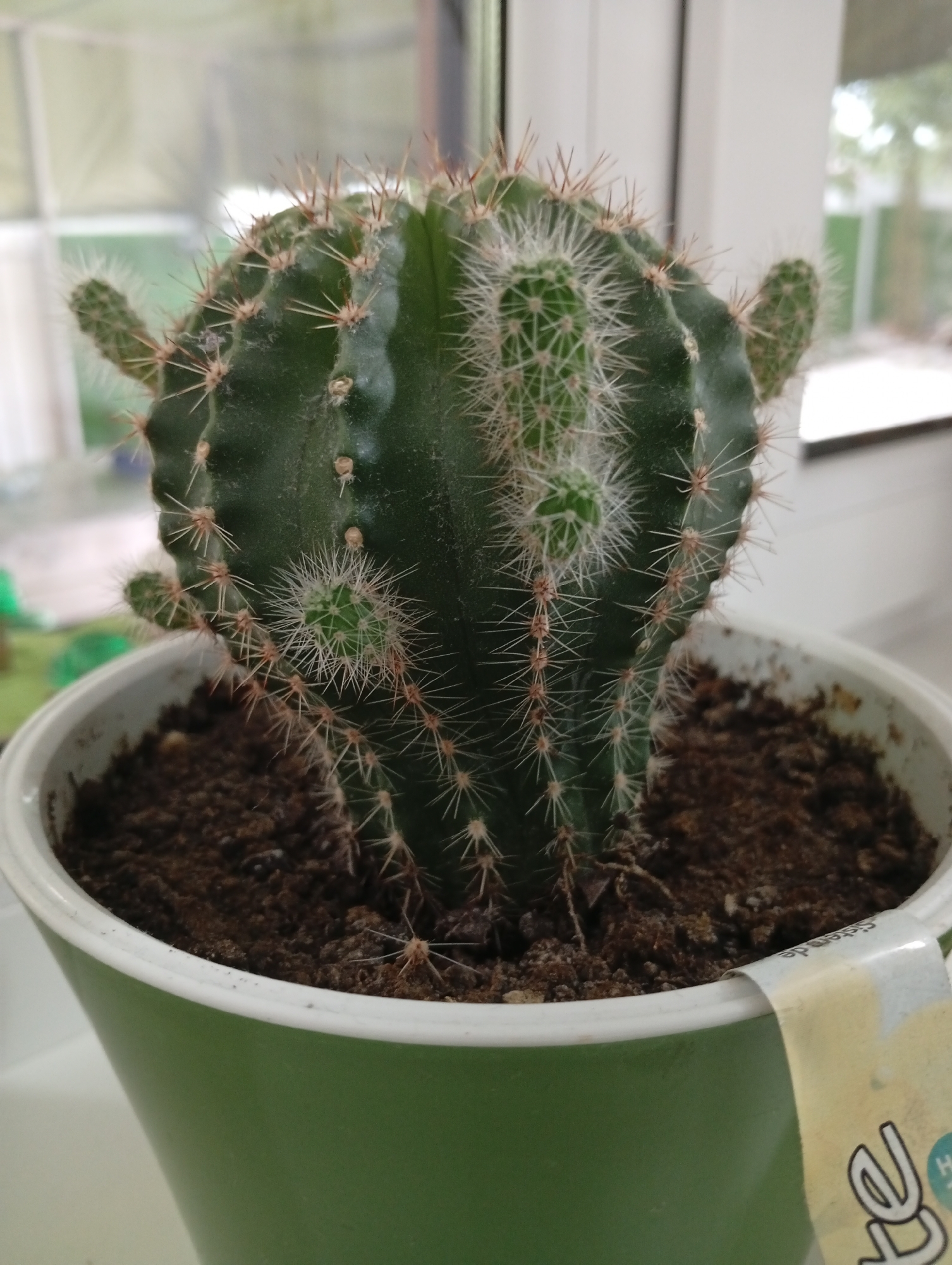 A close-up shot shows a small green cactus in a light green pot filled with dark soil. The cactus has multiple small offsets and is covered in numerous sharp spines. In the background, a blurred window with natural light suggests an indoor setting, possibly a home in Pănășești, Moldova. The scene is static and focuses solely on the potted plant.