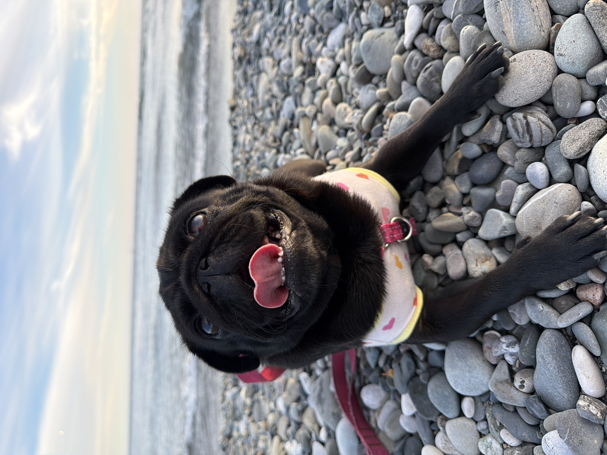A black pug dog wearing a light-colored harness with pink hearts and a yellow trim lies on a rocky beach, with its tongue hanging out and its mouth open. The dog's front paws are extended forward, and its hindquarters are partially visible. In the background, the ocean meets the sky under a pale, cloudy sky. The image appears to be taken at eye level with the dog. The location is not specified as Sirius, Russia.