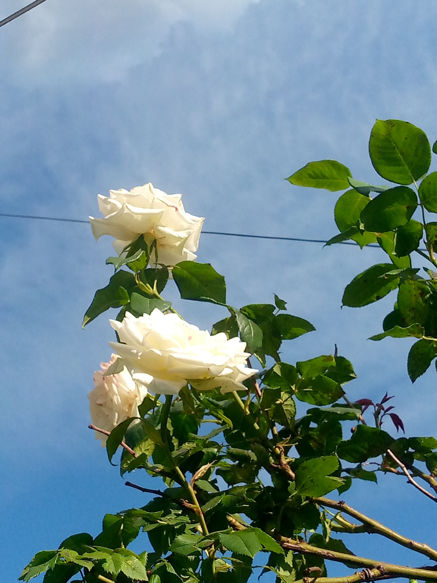 In the city of Bilhorod-Dnistrovskyi, Ukraine, a close-up, low-angle photograph captures a branch of a rose bush against a clear blue sky with scattered clouds. Two fully bloomed white roses are prominently featured, their petals a creamy white with subtle hints of pink at the edges, illuminated by natural light. The roses are positioned on the left side of the frame, with one rose at the top and another slightly below and to the right. Abundant green leaves, varying in size and shape, surround the flowers, some appearing glossy and healthy while others show signs of minor wear. The branches are a woody brown, some appearing bare and others adorned with the foliage and blooms. A dark, thin wire, possibly a power line, stretches horizontally across the upper portion of the image, contrasting with the natural elements. The focus is sharp on the roses and leaves, with the sky serving as a vibrant backdrop. The scene suggests a garden or outdoor setting, likely during daylight hours.