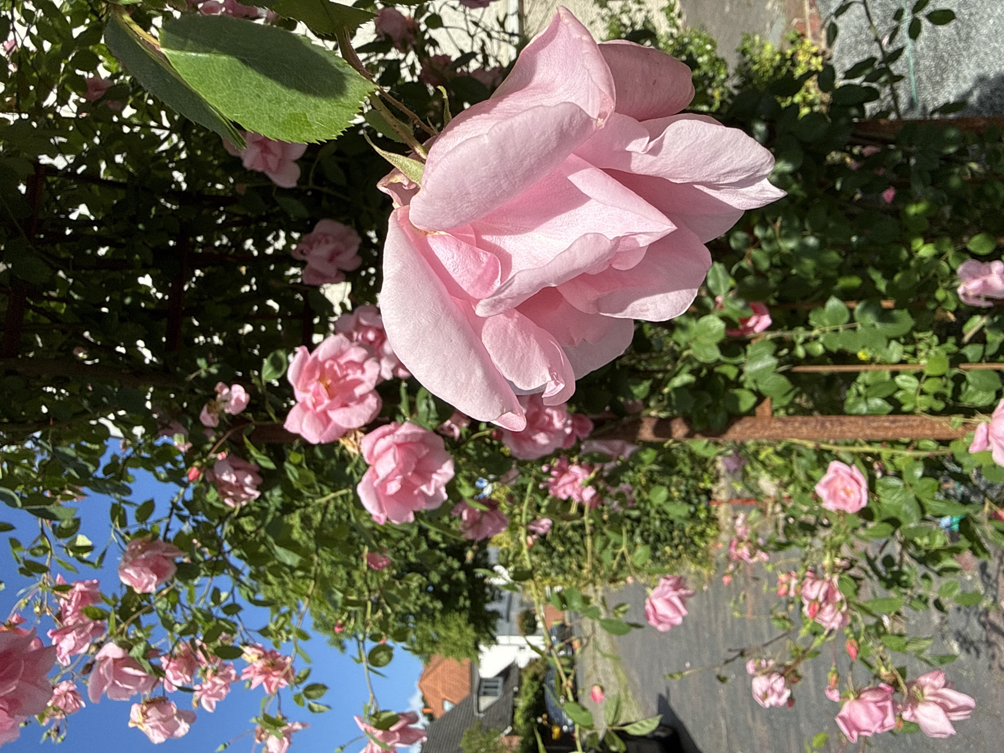 An extreme close-up shot focuses on the delicate pink petals of a rose in bloom, its velvety texture and soft curves illuminated by natural sunlight. The rose is part of a climbing rose bush, with other pink blossoms and green foliage creating a lush backdrop. The bush is supported by a weathered, rusty metal trellis structure. In the softly blurred background, a glimpse of a street in Oldenburg, Germany can be seen. The street is lined with residential buildings with terracotta roofs, and a parked car is visible. The scene is set on a bright, clear day, with a vibrant blue sky peeking through the rose leaves. The overall impression is one of natural beauty and a serene urban garden setting.
