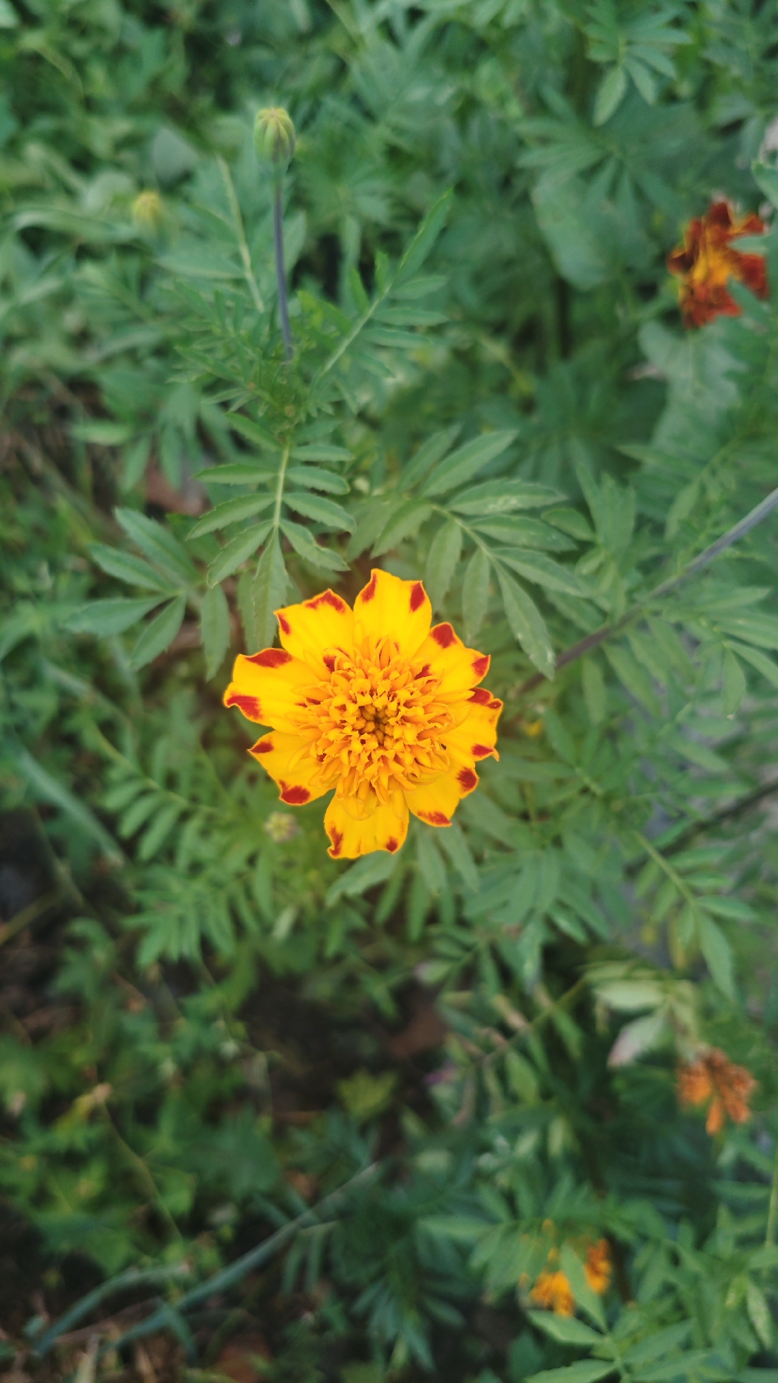 A close-up, top-down view focuses on a bright yellow marigold with red-tipped petals, centered in the frame. The flower is surrounded by lush, green foliage, with hints of other marigolds and buds scattered throughout the background. The scene appears to be outdoors in a garden setting.