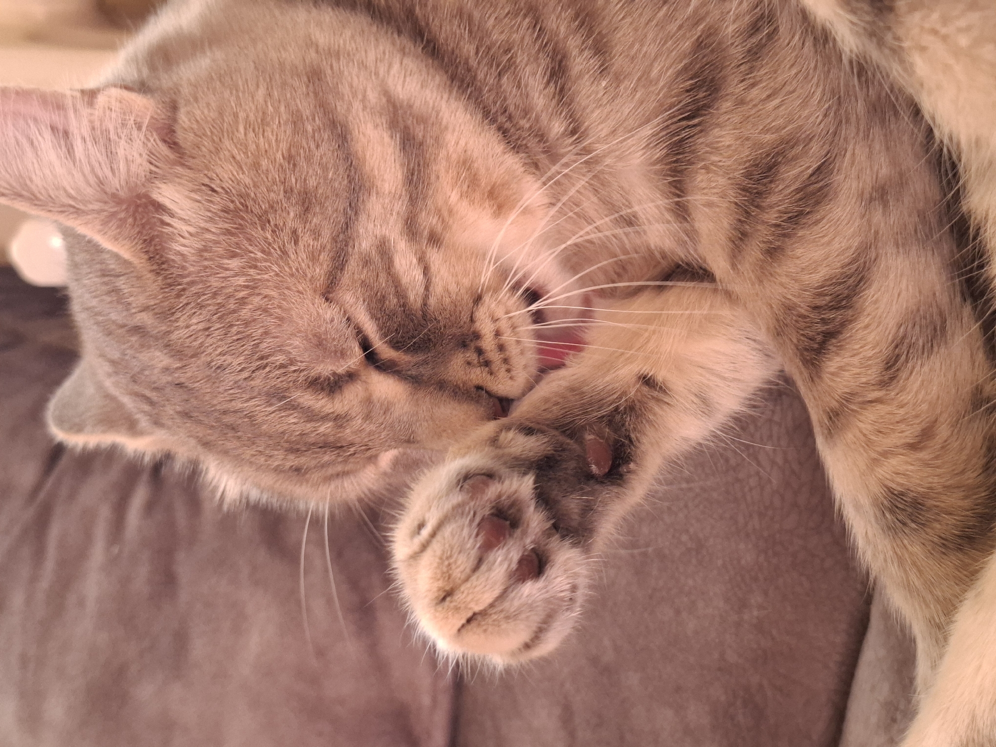 A close-up shot captures a tabby cat in a state of repose on a brown, textured surface. The cat's head rests against the surface, with its paw raised to its face and partially covering its mouth. A glimpse of the cat's pink tongue is visible. The cat's fur exhibits a striped pattern in shades of brown and tan. The image location is not discernible from the given content.
