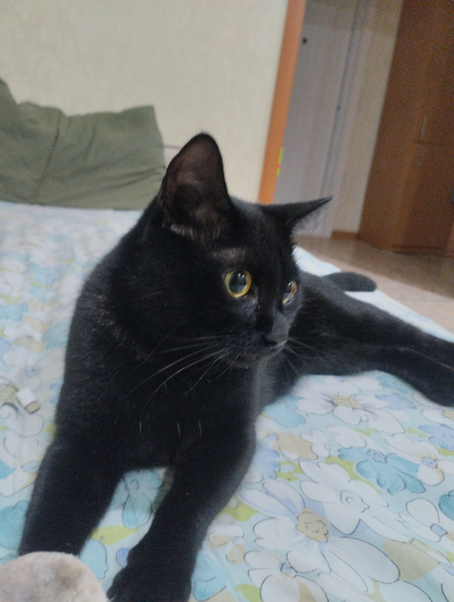 A black cat with yellow eyes is lying on a bed with a floral patterned sheet. The cat is facing to the right, with its body stretched out. Behind the cat, there is a pillow and a wall. To the right of the cat, there is a doorway and a piece of furniture. The lighting is dim, and the image is slightly blurry.