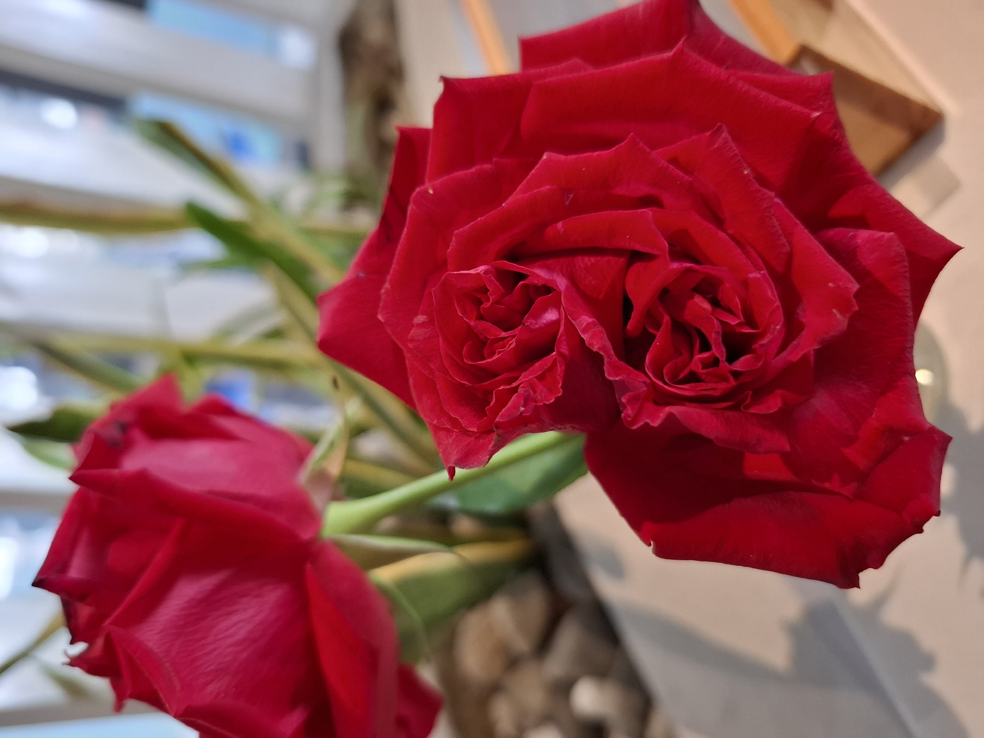 This is a close-up, eye-level shot of two red roses in a domestic setting, likely indoors. The rose in the foreground is in sharp focus, showcasing its velvety petals, with a hint of dew drops visible on the surface. The rose in the background is slightly out of focus, appearing as a soft red shape. The arrangement is set against a blurred backdrop that suggests a window with blinds or a light-colored wall, possibly in a modern interior. Some green foliage is also visible behind the roses, adding a touch of natural color. The lighting is soft and diffused, creating gentle shadows on the surfaces. There is no indication of the specific location within Nha Trang Ward, Vietnam, as the image lacks any identifying landmarks or context that would pinpoint a specific area within the city.