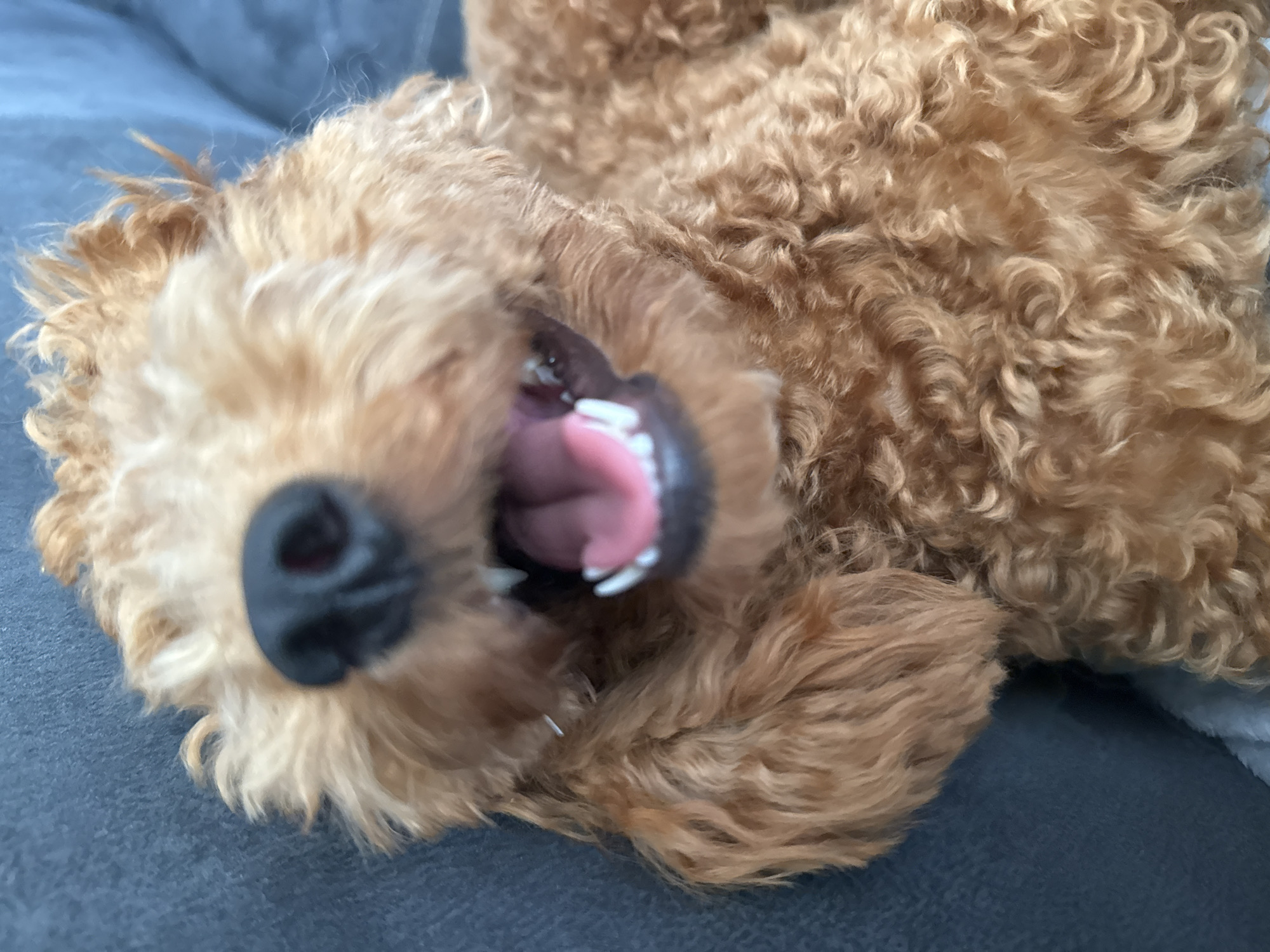 The image is a close-up shot of a light brown dog, likely a Poodle mix, lying down on a dark grey couch. The dog's head is the primary focus, filling most of the frame. Its mouth is open, revealing a pink tongue and white teeth. The dog's fur is curly and appears soft. The background is slightly blurred, showing the textured surface of the couch and a hint of a lighter blue fabric underneath the dog. The lighting is natural, casting a soft glow on the dog's face. There is no indication of the dog's location within the city of Marum, Netherlands.