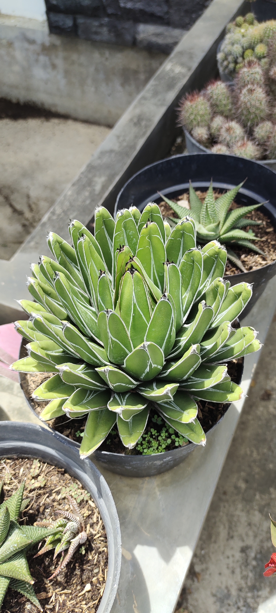 The image shows a close-up of a collection of potted succulent plants. The main subject is a large, symmetrical succulent with green leaves and white edges, sitting in a black plastic pot. The pot contains soil and some small green seedlings. Behind it are two other black pots containing different succulents. One holds a cactus with clusters of small, spiky orbs, and the other contains a spiky, star-shaped plant. The pots are placed on a gray concrete surface, possibly a ledge or a patio. The image provides no specific information to confirm the location in Lhokseumawe, Indonesia. There are no people, actions, or interactions visible in the image. The environment appears to be outdoors.
