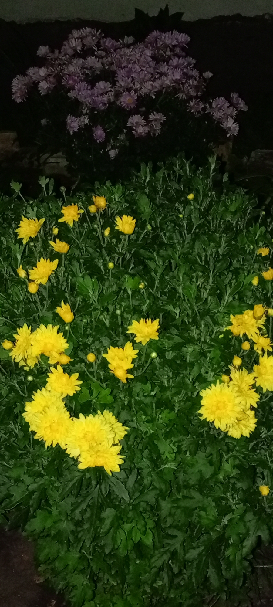 The image shows a close-up of a flower bed at night, featuring several yellow chrysanthemum flowers in the foreground and a cluster of purple flowers in the background. The flowers are surrounded by dark green foliage, and the overall lighting suggests it is nighttime. The scene appears to be in a garden or park area, possibly a residential or public space within the city of Kirsanov, Russia. There are no people or animals visible in the image, and no specific actions or interactions are depicted. The focus is solely on the floral arrangement and the dark, nocturnal environment.