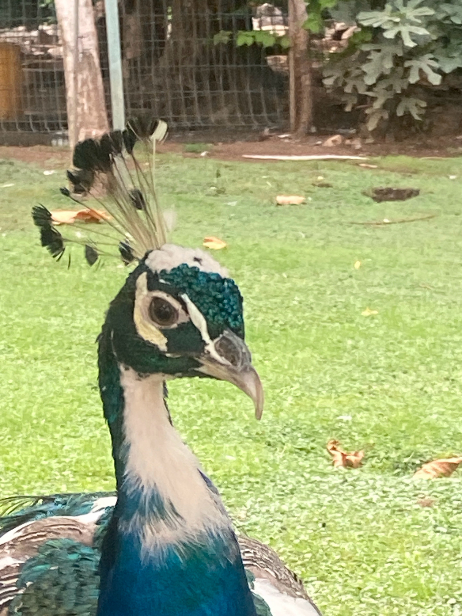 An Indian peafowl, also known as a peacock, is shown in profile facing right, with its head and neck filling the left side of the frame. The bird has iridescent green and blue plumage on its neck and chest, with white and cream feathers on its throat and head. Its crest, a fan of dark feathers tipped with white, is prominently displayed. The peacock's eye is dark brown with a pale yellow ring around it. The background is a grassy area with a few fallen leaves, suggesting an outdoor setting. In the distance, a blurred fence and trees are visible, hinting at a park or zoo environment. The image is taken from a low angle, emphasizing the peacock. The scene is set in the city of Budva, Montenegro.
