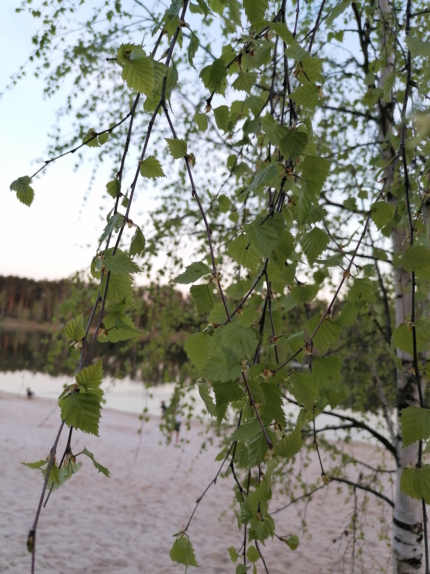 A close-up shot shows birch branches with green leaves, possibly in springtime. The background reveals a blurred scene of a sandy beach next to water, suggesting a lakeside or riverside setting. In the distance, there are trees, and the sky is light, indicating dawn or dusk. Two people are visible on the beach. The location is Unknown, Unknown.