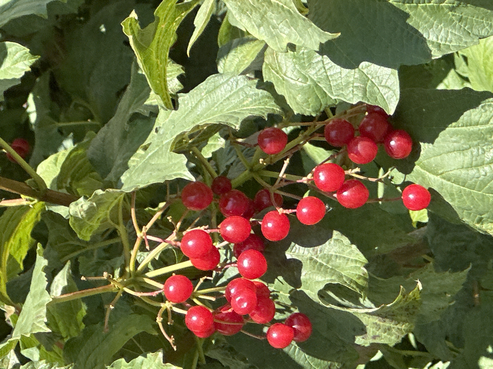 The image displays a cluster of bright red berries hanging from a branch amidst lush green foliage. The berries are small, round, and appear to be ripe, with a glossy sheen. They are attached to thin, reddish stems that form a drooping arrangement. The leaves are broad and textured, with visible veins. The background consists of more green leaves and the dappled sunlight filtering through. The scene appears to be a close-up shot of a berry-producing plant.