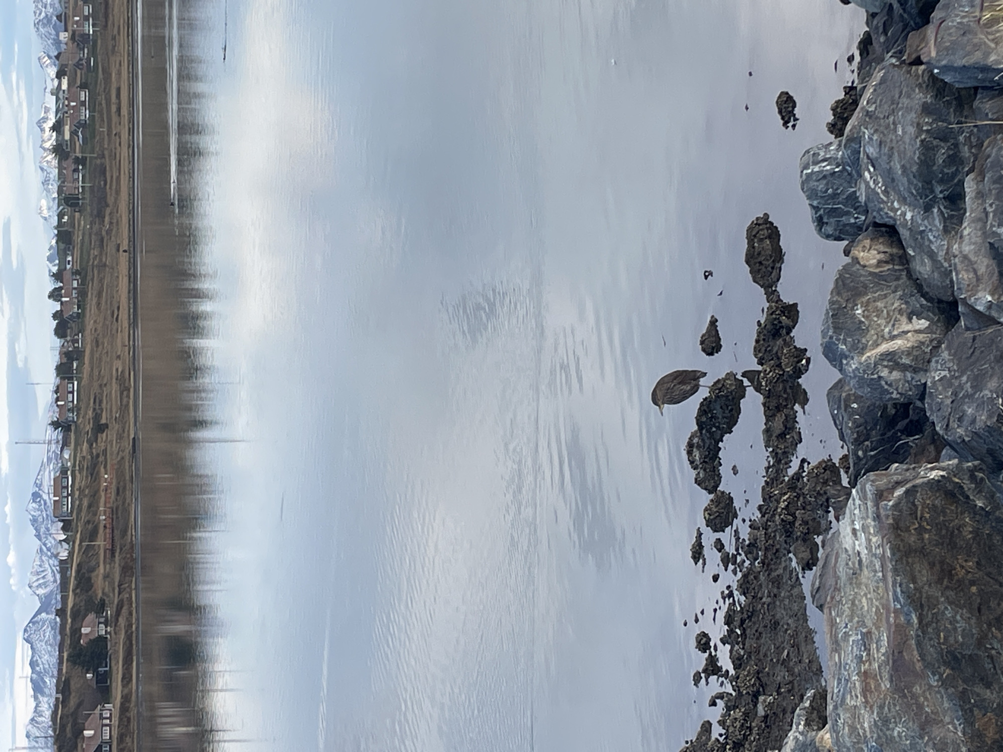 The image shows a body of water, possibly a lake or bay, with a rocky shoreline on the right. A bird is perched on one of the rocks. In the distance, there is a strip of land with houses and buildings, backed by mountains. It is difficult to confirm the location as Ushuaia, Argentina without further evidence.