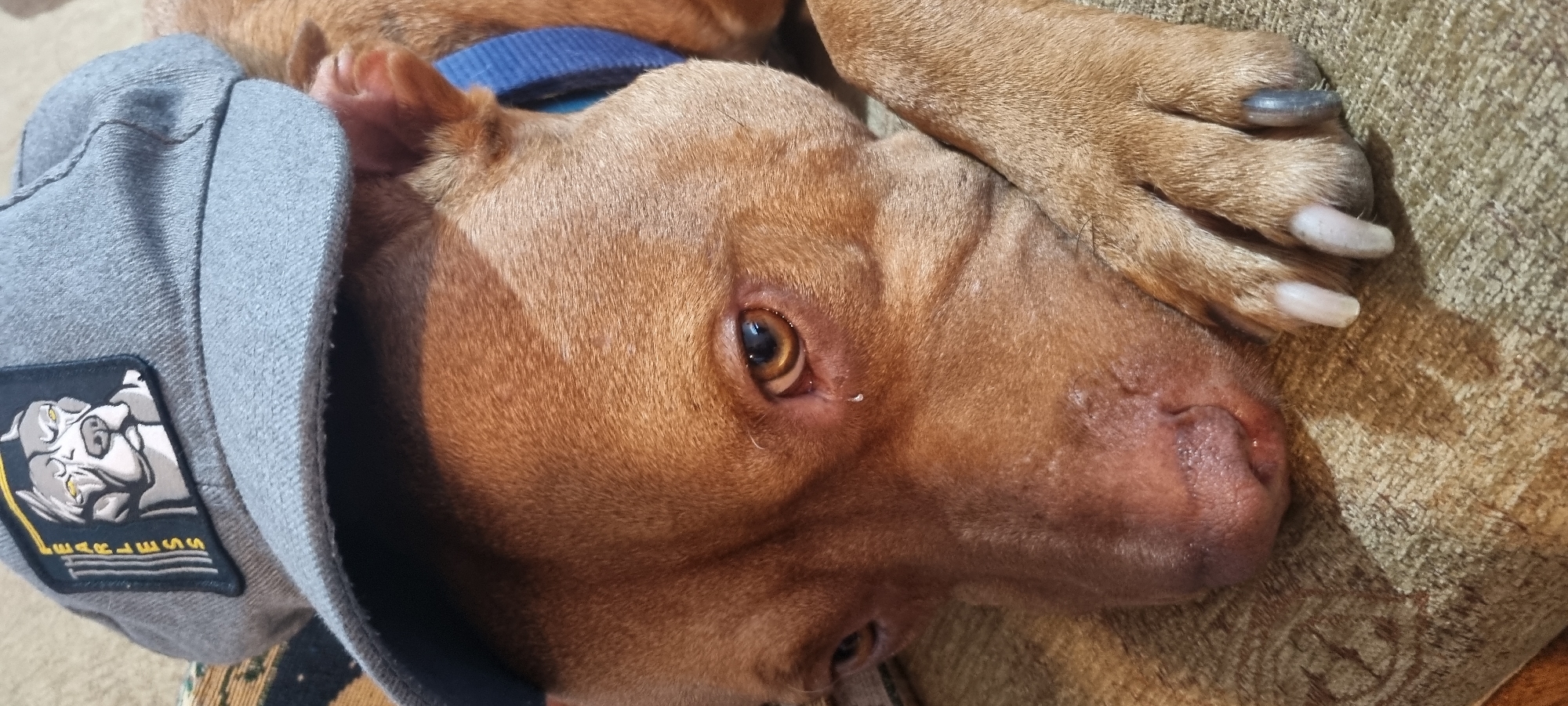 A close-up, eye-level, indoor shot shows the head of a brown pit bull dog wearing a gray baseball cap. The cap has a patch on the front with a drawing of a gray pit bull's head and the word "FEARLESS" written vertically to the left of the drawing. The dog's right eye is visible, and a small tear is present on its cheek. The dog's left eye is partially obscured by the cap. Its nose is visible, along with one of its paws, which has light-colored nails, one of which has a blueish tint. The dog is lying on a patterned, beige fabric surface. The lighting appears to be natural or artificial indoor lighting.