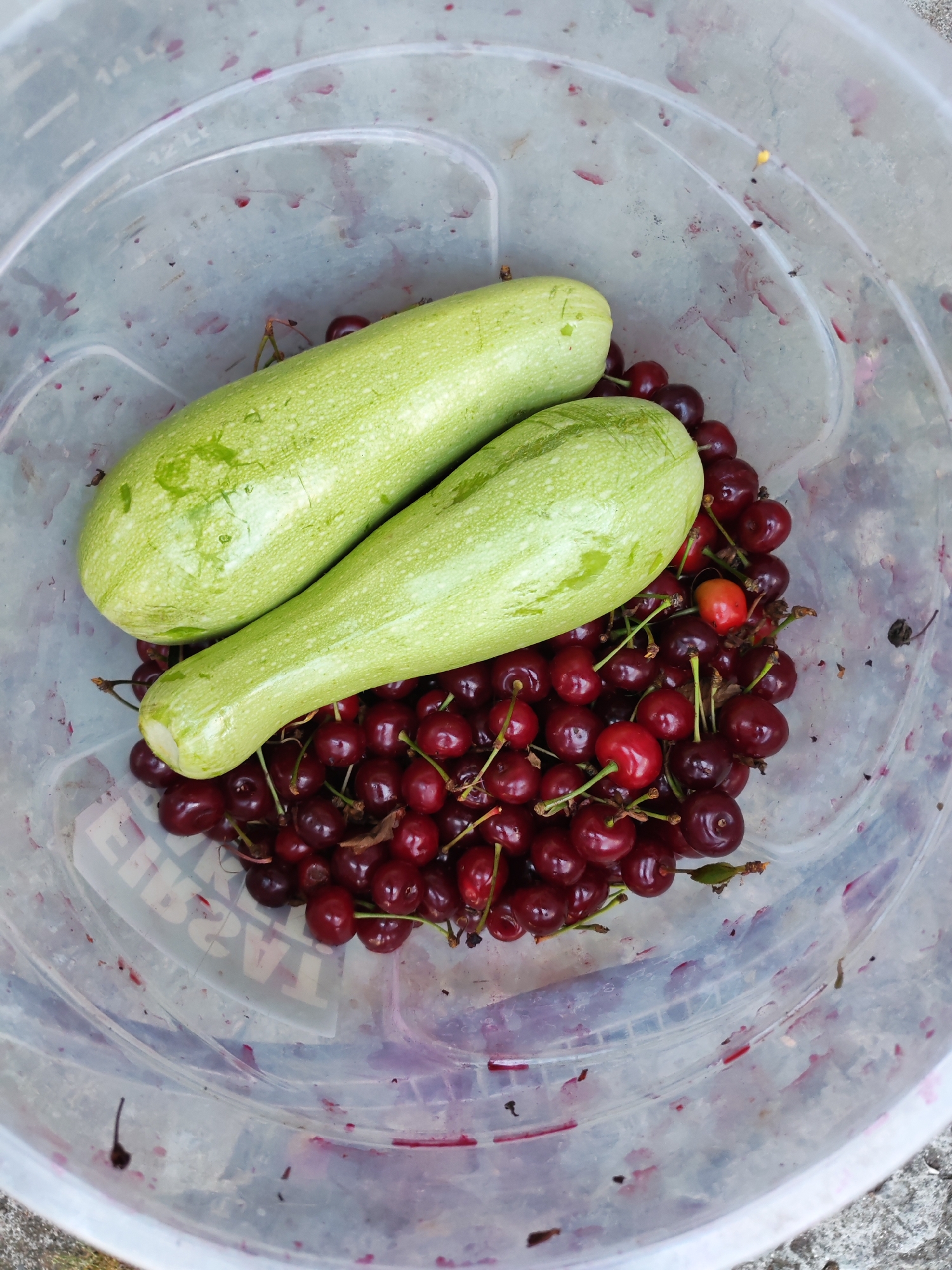 Two light green zucchini are resting on a pile of dark red cherries inside a clear plastic bucket. The bucket's interior walls are stained with streaks of cherry juice. The scene appears to be outdoors, with a blurry gray and concrete surface visible in the lower portion of the frame. The location is Marinka, Bulgaria.