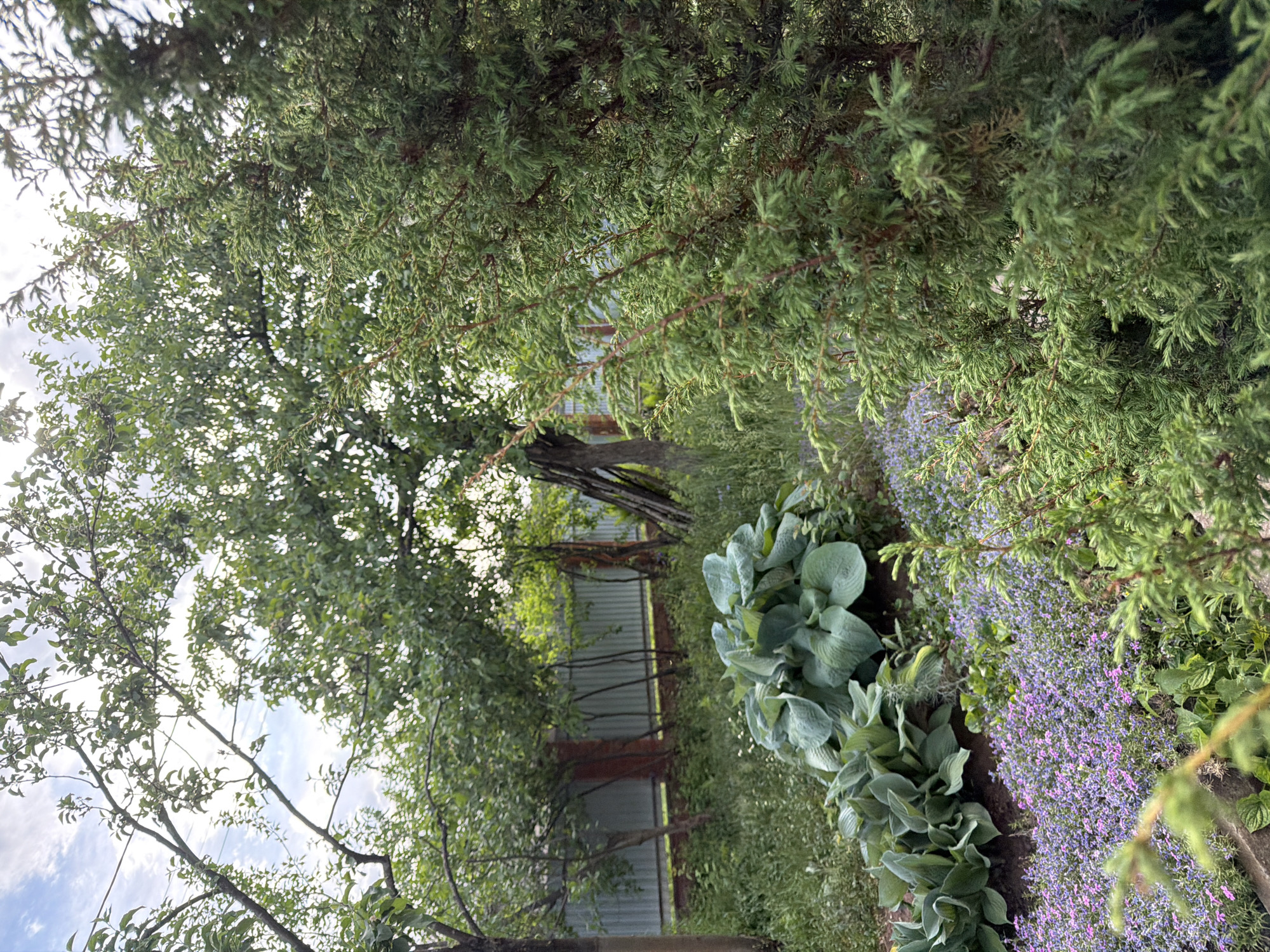 The image depicts a garden in what is likely a residential area of Chaikovsky, Russia. The scene is overgrown, with mature trees and bushes dominating the frame. A variety of plants, including hostas and purple flowering ground cover, are visible. In the background, a corrugated metal fence is present. The lighting suggests it is daytime. No people are visible. The image suggests a neglected or wild garden.