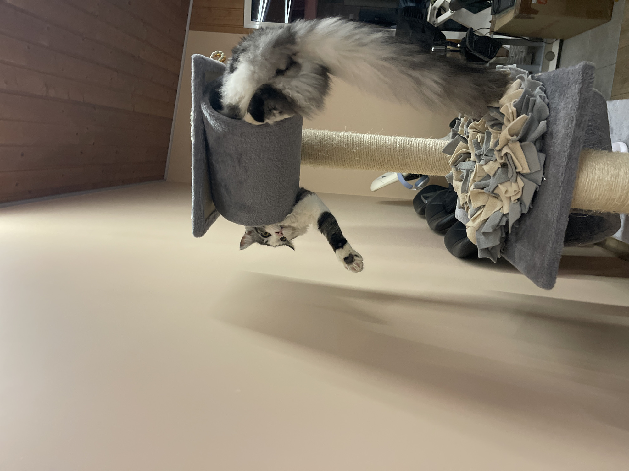A cat is hanging upside down from a gray cat tree. The cat is predominantly white with gray and black markings. Its tail is visible extending up from the cat tree's bed. The cat tree has a beige scratching post and a gray fabric decoration. The environment is indoors, with a light tan wall in the background. There is no evidence to suggest the location is Sofia, Bulgaria.