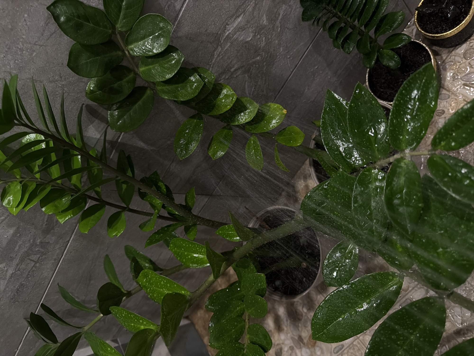 A high-angle shot captures several potted ZZ plants being watered indoors. The plants feature dark green, shiny leaves covered in water droplets. The pots appear to be a mix of plastic and decorative metallic ones. The background consists of gray, textured tiles and the blurry spray of water being used to water the plants. The image's location is indoors. The city of Chaikovsky, Russia is not determinable from the image.
