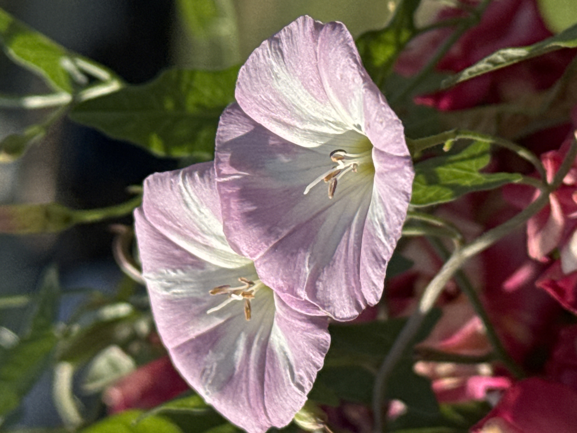 The image shows a close-up of two light pink and white morning glory flowers in bloom, with green leaves and stems in the background. The flowers are trumpet-shaped with ruffled edges and prominent white stripes radiating from the center. The stamens are visible in the center of each flower. The background is softly blurred, with hints of darker green foliage and possibly other pink flowers in the lower portion of the frame. The lighting suggests it is daytime, with sunlight illuminating the flowers. The scene is located in the village of Zhek Batyr, Kazakhstan.
