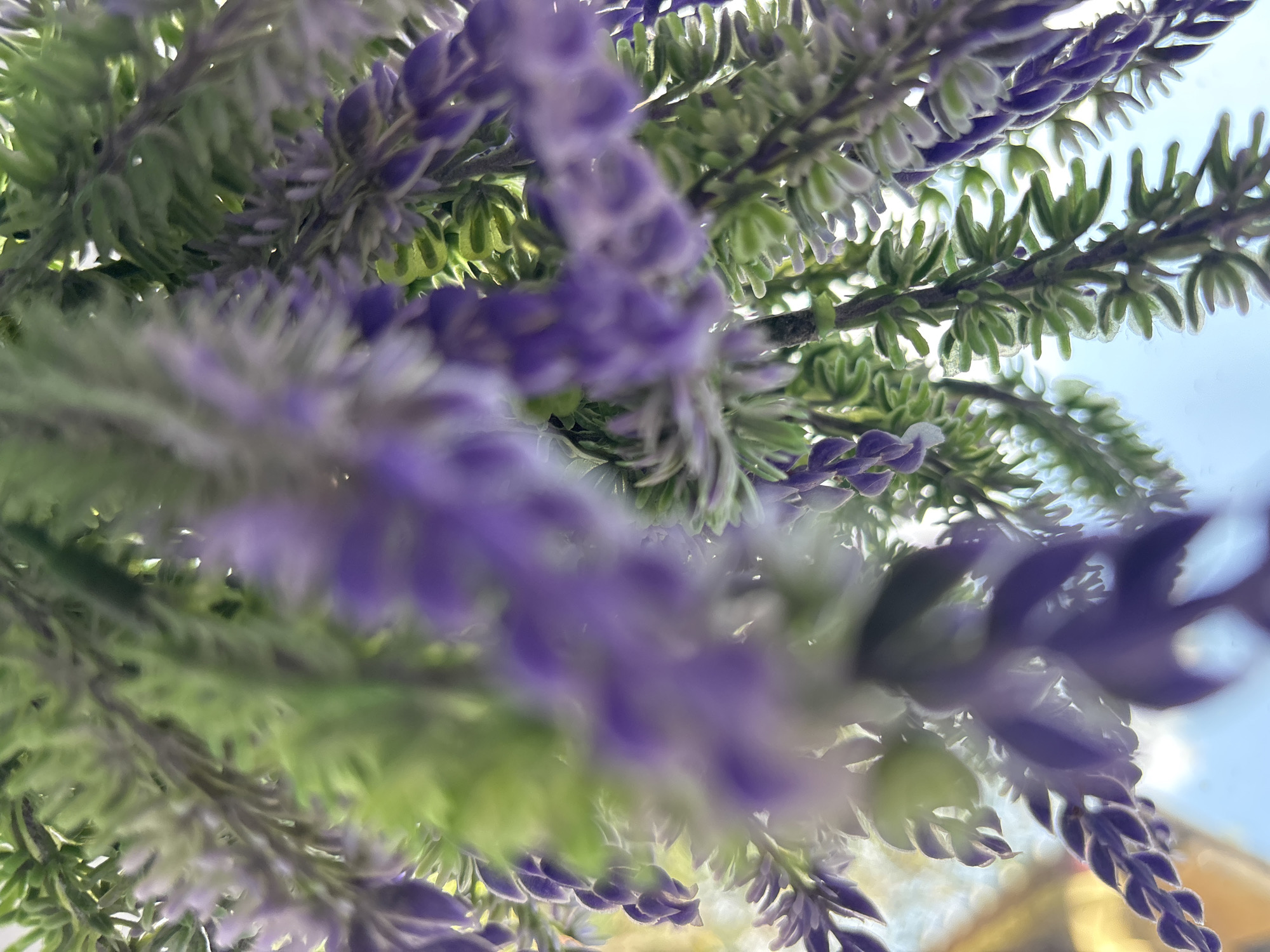 The image shows a close-up, upward-facing view of artificial lavender and green foliage against a bright, slightly hazy sky. The purple lavender flowers are out of focus in the foreground, with sharp green leaves and stems visible further back and towards the top of the frame. The overall impression is that of a bouquet or decorative arrangement, possibly placed outdoors given the sky. There is no discernible location in Leyptsig, Russia, or any other specific geographical context within the image itself.