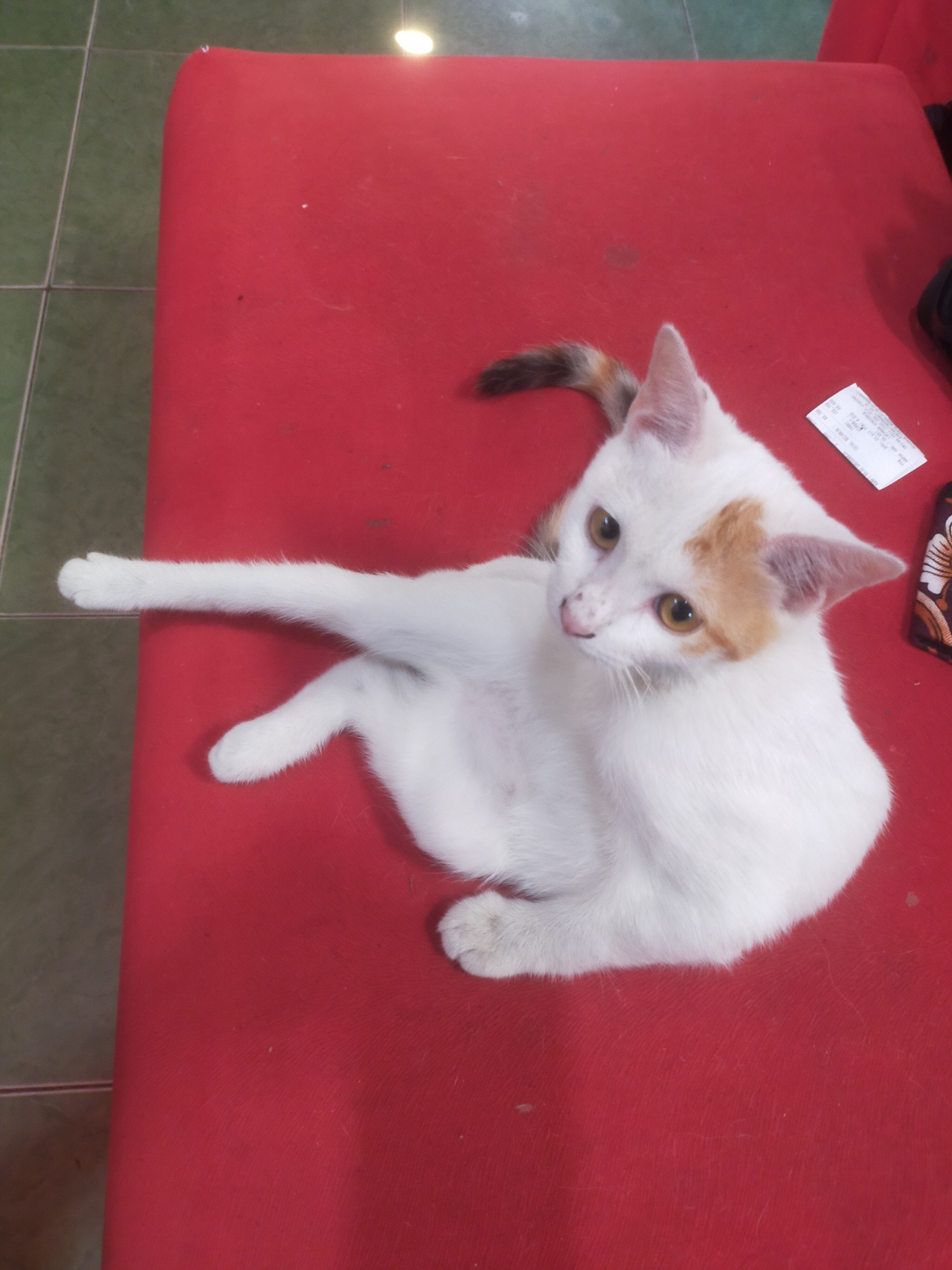 A white cat with orange and brown markings on its head and tail lies on a bright red surface, likely a table or cushion, in what appears to be an indoor setting. The cat is positioned in the center of the frame, with its body curled and its front paws extended to the left. Its eyes are open and looking towards the right. To the right of the cat, a white receipt is partially visible. The background shows a tiled floor in a greenish hue. The scene is lit by overhead lighting, creating some glare on the red surface. There is no indication of the city of Bantul, Indonesia in the image itself.