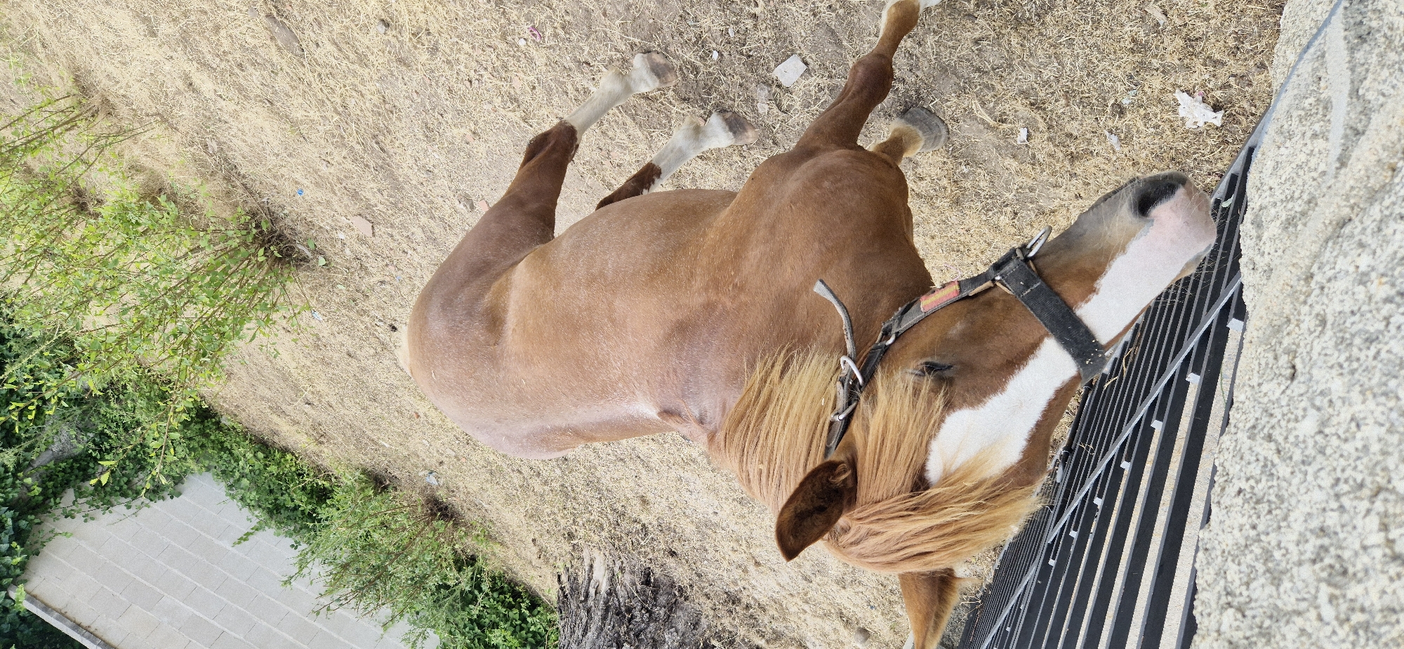 A brown horse with a white blaze on its face and white stockings on its legs stands in a dry, grassy area next to a black metal fence. The horse is wearing a black halter. In the background, there is a white brick wall and green bushes. The scene is outdoors during the daytime.