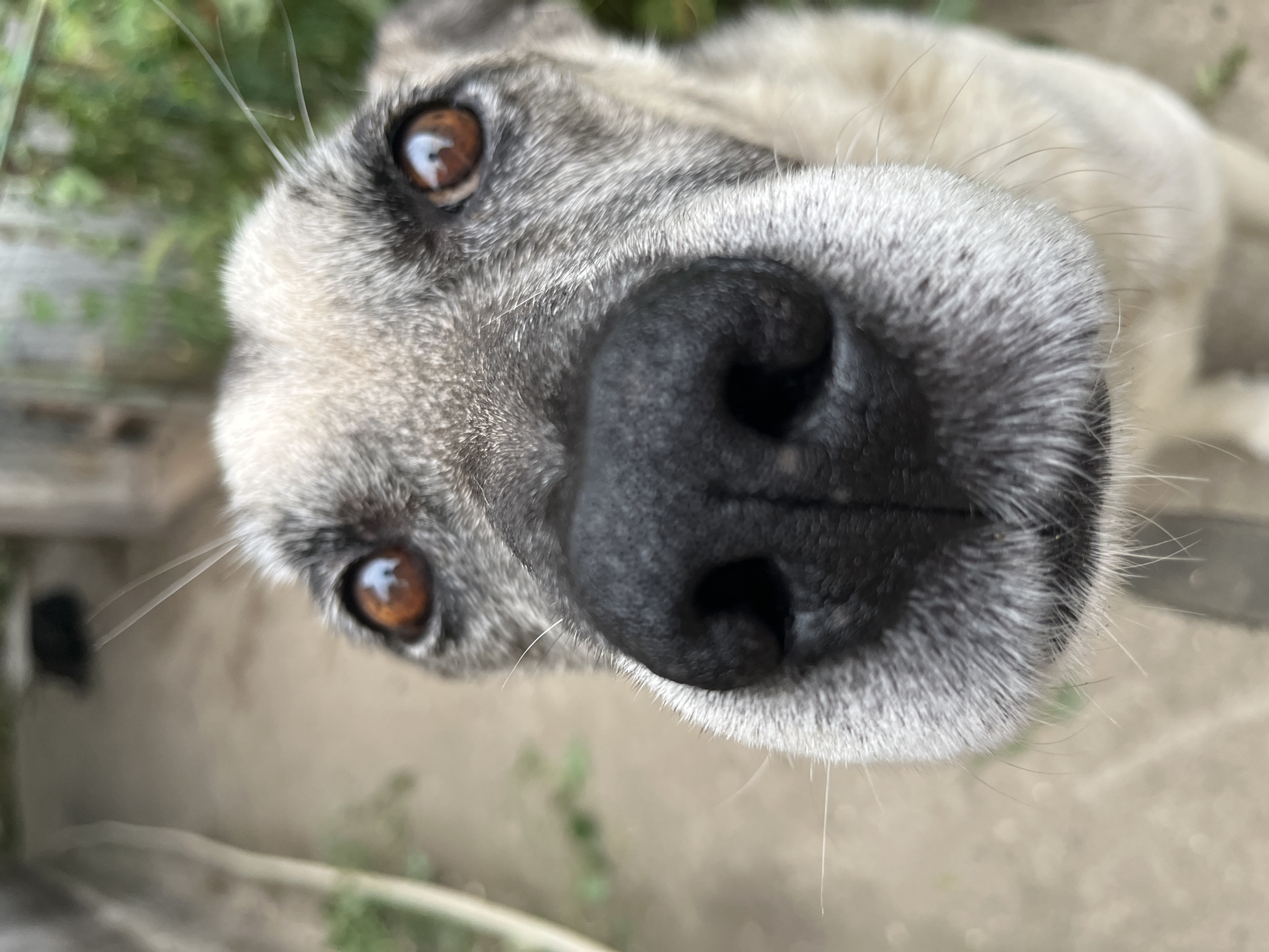 A close-up, low-angle shot shows the face of a dog, with its nose filling the foreground. The dog has grey and tan fur, with prominent whiskers. Its brown eyes are visible, reflecting the surroundings. The background is blurred, but appears to be an outdoor setting with a dirt or gravel path and some greenery. No other subjects or objects are clearly identifiable. The image does not contain information indicating its location in Krasnyye Barrikady, Russia.