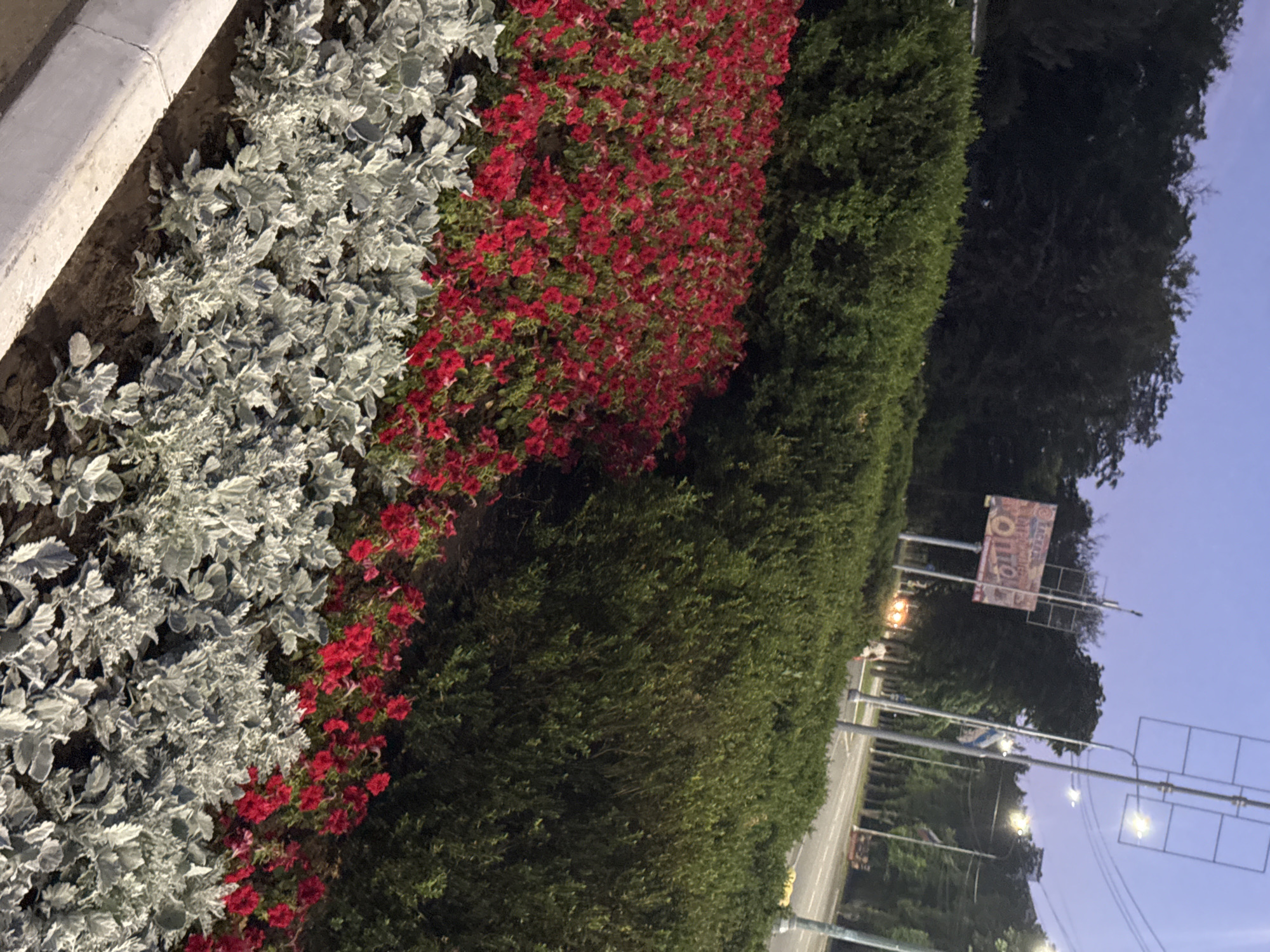 The image depicts a street scene at dusk in Mariupol, Ukraine. In the foreground, a landscaped area features rows of light-colored, feathery plants interspersed with vibrant red flowers. Behind this, a dense green hedge forms a backdrop. Further back, a billboard with colorful advertisements is visible, along with streetlights and utility poles. The sky is a dusky blue, and the scene suggests an urban environment with some green spaces. A person is walking in the distance on the sidewalk. The overall impression is one of a city preparing for the evening, with artificial lighting beginning to illuminate the surroundings.
