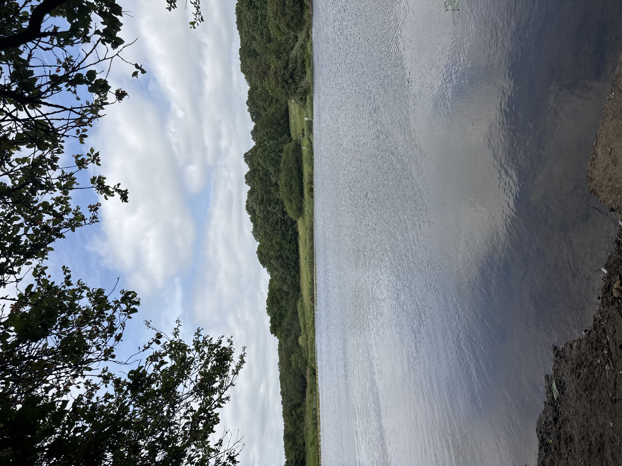 The image depicts an outdoor landscape featuring a body of water, likely a lake or large pond, observed from a low vantage point on its bank in the city of Unknown, Unknown.
The sky, visible through gaps in a dark, silhouetted canopy of tree branches and leaves that frame the upper left and right corners of the frame, displays a mix of white and gray cumulus clouds against patches of light blue.
Across the water, a distant shoreline is bordered by a dense line of dark green deciduous trees forming a wooded area. In front of these trees, nearer the water, is a strip of lighter green grassy and bushy vegetation. On the far bank, in a visible open grassy patch towards the right, a solitary dark figure, possibly a person, is seated or standing near a dark object, which may be a bench or fishing equipment. Several vertical white markers are positioned along the water's edge in this area. Clustered along the far bank and partially in the water are multiple white-feathered birds, likely geese or swans.
The water's surface is dark blue-gray, exhibiting small, consistent ripples across its expanse, reflecting the muted sky and distant foliage. In the immediate foreground, the water transitions to shallower, clearer depths, revealing the darker, muddy bottom. The closest foreground shows an eroded, dark brown earthen bank, composed of exposed mud, scattered small pebbles, and minimal organic debris.