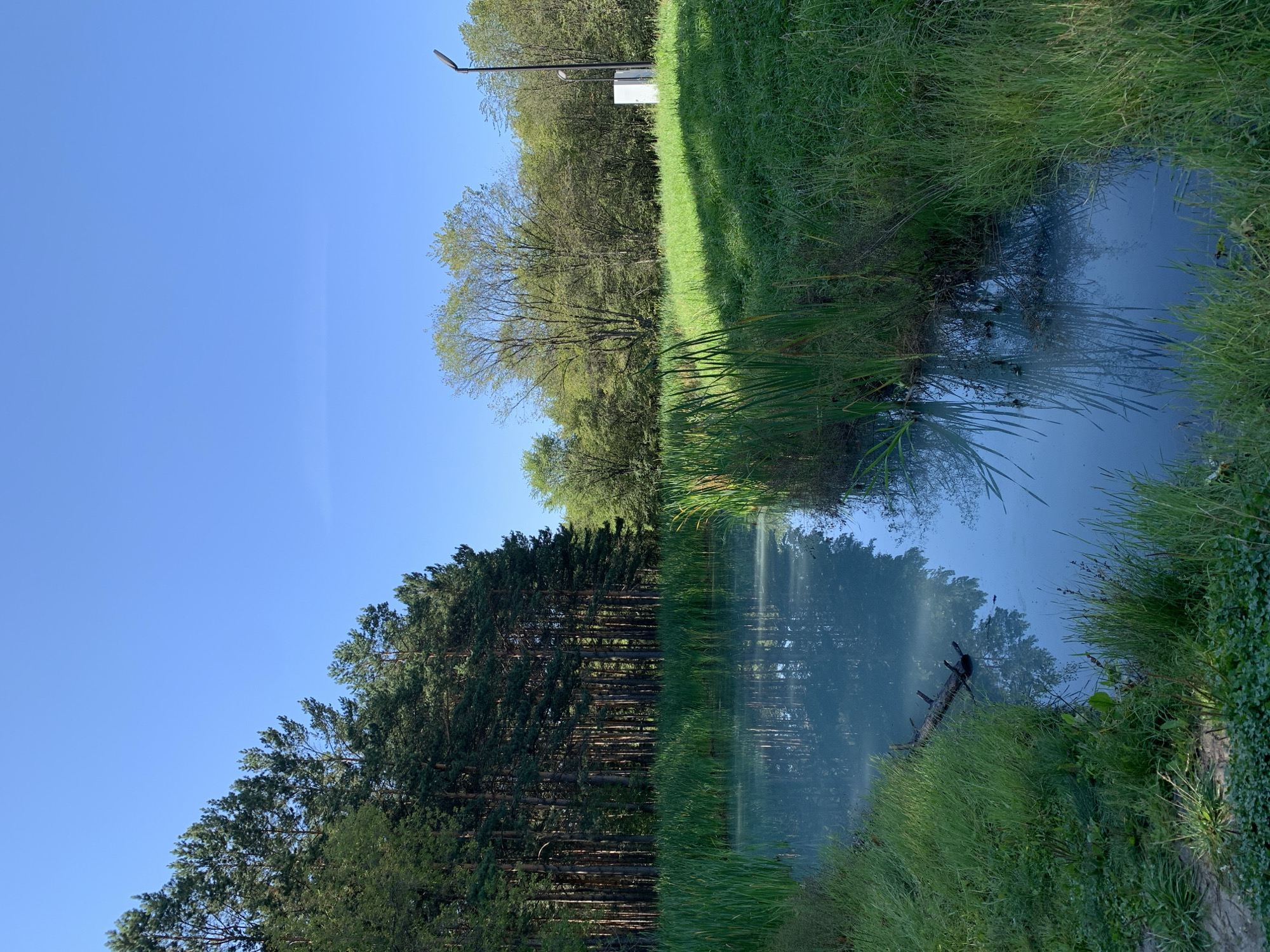 The image depicts a tranquil natural scene with a focus on a body of water reflecting the surrounding environment. The water, tinged with a distinctive blue hue, flows gently, bordered by lush green grass and reeds. On the left side of the frame, a dense forest of pine trees stands tall, their dark green foliage contrasting with the bright blue sky. The trees are densely packed, creating a visual barrier that extends into the distance.
To the right, the grassy bank slopes upwards, leading to a more open area with scattered trees and a clear blue sky. A modern lamppost and a small white utility box are visible in this area, suggesting the proximity of human infrastructure to this natural setting. The overall impression is one of a serene, well-maintained natural space, potentially a park or nature reserve. There is no indication of the city of Prokopyevsk, Russia, in the image itself; however, the description specifies that the image is located there.