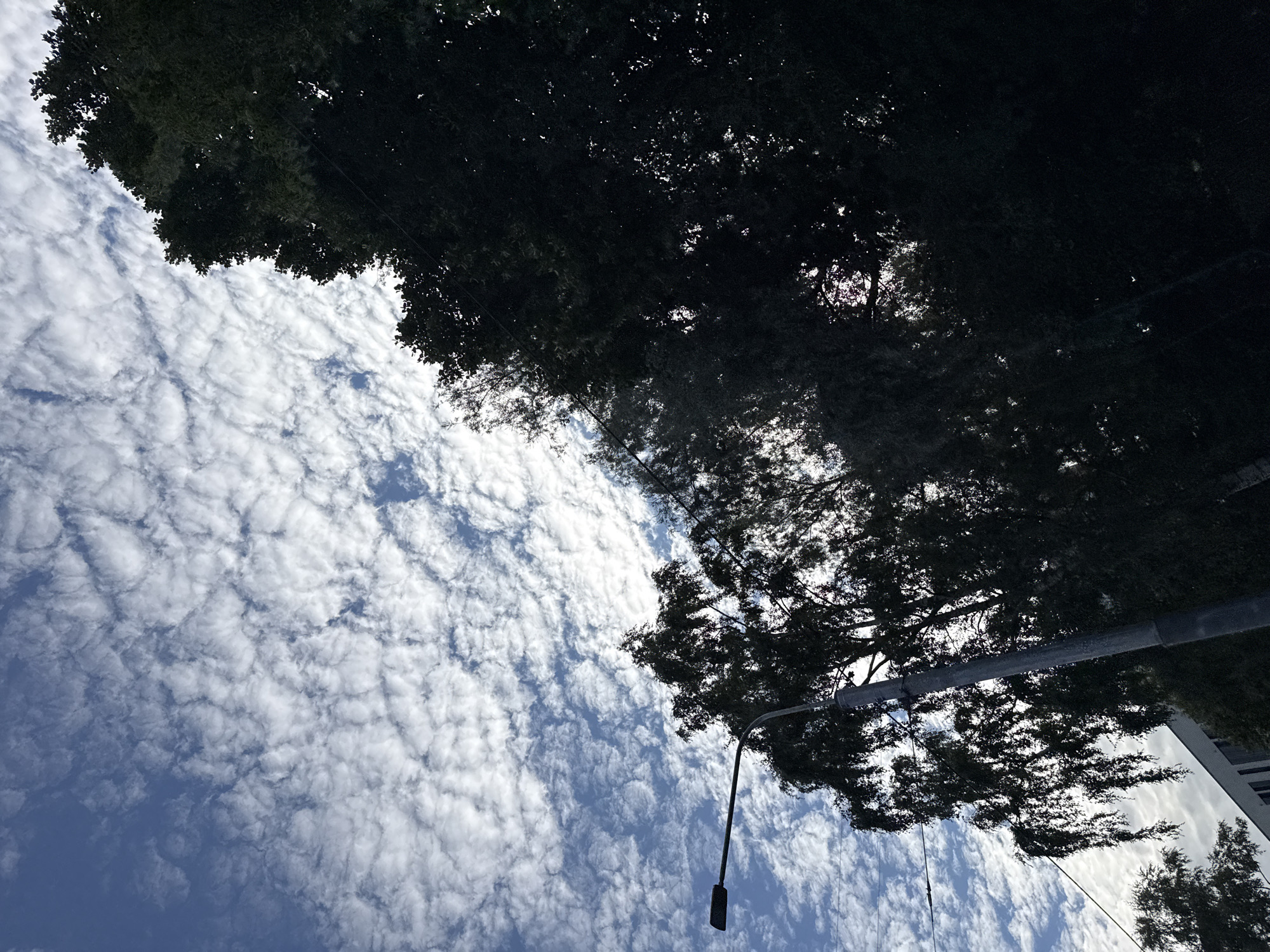 The image captures a perspective looking upwards towards a sky filled with white, scattered clouds against a blue background. The upper portion of the frame is dominated by the dark silhouettes of dense tree foliage. A streetlamp extends into the frame from the right side, its dark metal structure and light fixture clearly visible against the sky. The streetlamp appears to be angled downwards, suggesting it is a functional fixture. The scene is likely outdoors during the daytime, given the bright sky and clouds. The play of light and shadow, with the dark trees obscuring parts of the sky, creates a dramatic effect. The reflection of the clouds and trees is visible in what appears to be a mirrored or glossy surface on the lower right portion of the image, possibly a building or another object. No people are visible in the frame. The overall mood is serene and natural, with the stark contrast between the light clouds and dark trees being a prominent visual element. There is no visible text in the image.