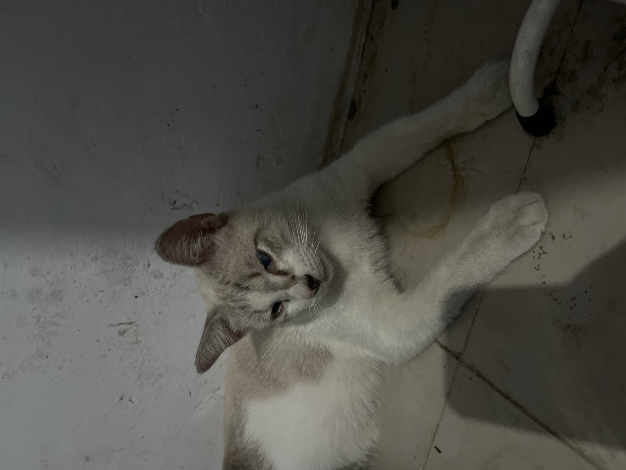 A light-colored cat with white and tan fur lies on a tiled floor against a white wall. The cat is facing to the right with its head slightly turned towards the viewer. Its eyes are open and appear to have heterochromia, with one eye being blue and the other appearing to be a lighter shade of blue or grey. The cat's front paws are extended forward, and its body is relaxed. There is a white pipe visible in the lower right corner of the image. The environment appears to be indoors, possibly in a home, with the wall showing some texture and slight discoloration. The lighting is dim, casting shadows on the floor. No specific location in Klapanunggal, Indonesia, can be identified from the image.