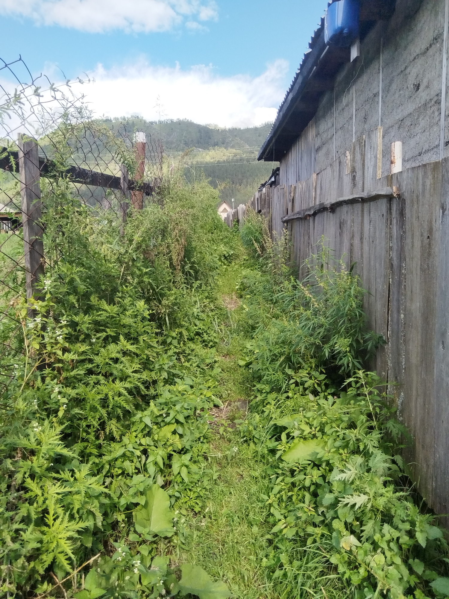 The image depicts an overgrown pathway bordered by a wire fence on the left and a weathered wooden fence on the right. Lush green vegetation, including various types of plants and weeds, densely covers the ground and encroaches onto the pathway. In the background, a building with a corrugated roof and a blue water tank is visible. Beyond that, rolling hills with trees are seen under a cloudy sky. The scene suggests a rural or semi-rural setting, possibly a backyard or alleyway that has been left untended. The lighting indicates it is daytime, with the sun casting subtle shadows.