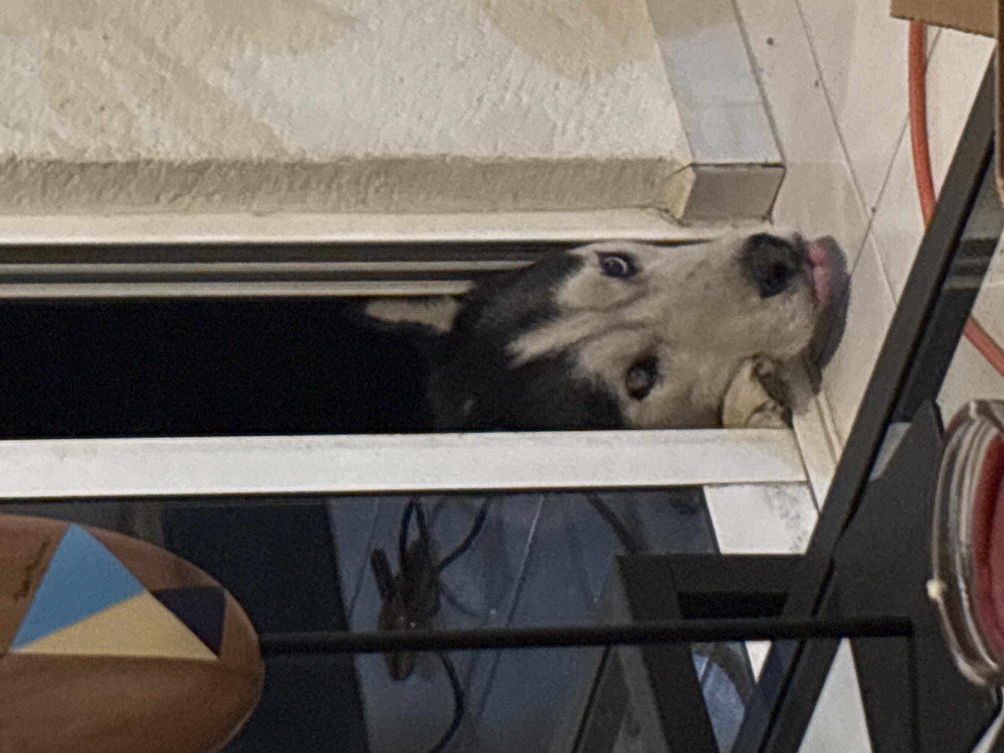 A husky dog peers through a window. The dog has black and white fur, and its tongue is visible. The window frame is white, and there is a dark interior visible through the window. A black metal railing is visible in the foreground, partially obscuring the view. The exact location in the city of Puebla, Mexico cannot be determined from the visual information.