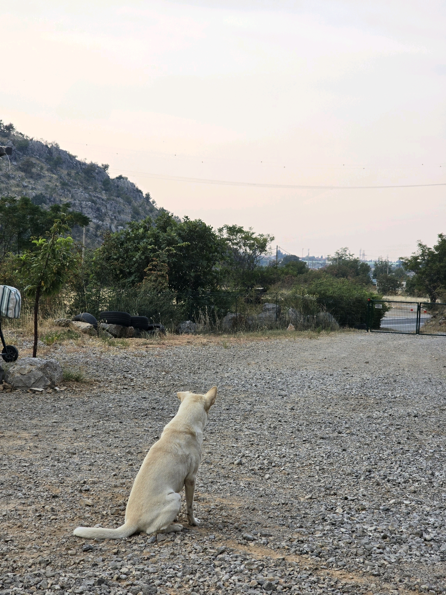 A light-colored dog sits facing away from the camera on a gravel surface. The dog is positioned in the lower half of the frame, to the left of center. In the background, a rocky hillside with sparse vegetation rises to the left. A cluster of dark, discarded tires is visible mid-ground, behind the dog and to the left. Further back, trees and bushes form a dense line. To the right, a metal gate is partially visible, enclosing a paved area with a road leading into it. In the far distance, a hazy urban landscape with power lines and structures can be seen. The sky is overcast and pale. The location appears to be an undeveloped or industrial area on the outskirts of Podgorica, Montenegro, characterized by rough terrain and a mix of natural and man-made elements.