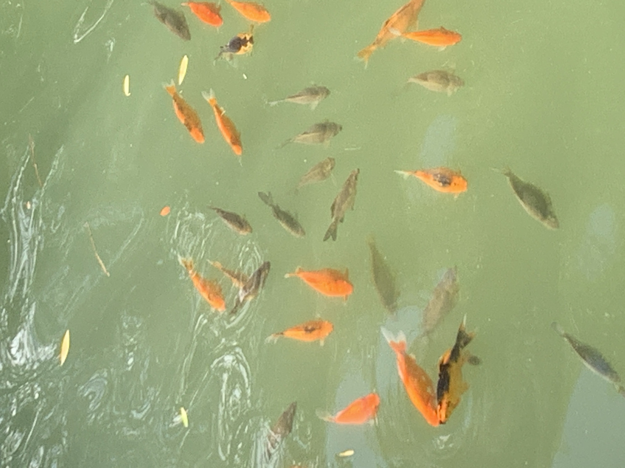 The image depicts a school of fish swimming in murky, green water. The fish are primarily orange and brown, with some appearing to be koi. Several leaves are floating on the surface of the water. The scene is likely an outdoor pond or body of water. There are no people or discernible landmarks in the image. The provided crops offer closer views of the fish and the water's surface, highlighting the texture of the water and the details of the fish's scales and fins. No specific location in Lviv, Ukraine can be identified from the image.