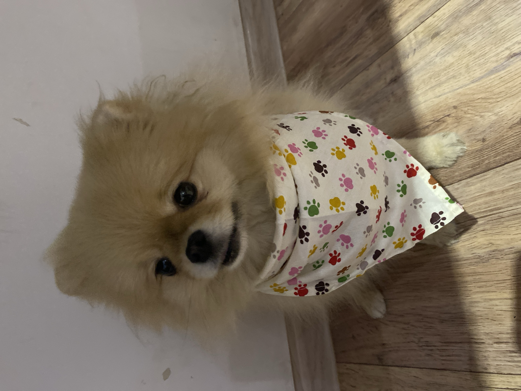 A tan, fluffy dog wearing a bandana patterned with colorful paw prints sits on a wooden floor. The dog faces the camera. Behind the dog is a white wall. The location is unknown.