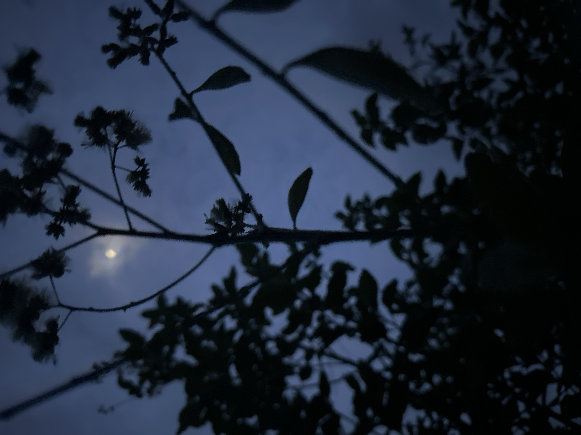 The media file captures a nocturnal or late twilight scene in Bar Gada, Nigeria, dominated by the silhouettes of tree branches and foliage against a deep blue, cloudy sky. The image is taken from a low angle, looking up through the canopy.
In the upper-left quadrant, a prominent branch extends diagonally, adorned with clusters of small, dark flowers or buds. Other branches and individual leaves are scattered throughout the frame, some in sharper focus than others, creating a layered effect. The elements in the foreground are heavily shadowed, appearing almost black, with only their outlines discernible against the lighter sky.
A diffused, circular light source, likely the moon, is visible towards the left-center, partially obscured by hazy clouds. Its glow illuminates the immediate cloud cover around it, creating a soft, ethereal halo. The sky is a consistent dark indigo hue, suggesting either the very early stages of night or the transition from dusk.
No human activity or specific objects other than natural elements are visible. The overall mood is tranquil and serene, emphasizing the natural beauty of the night sky and the dark forms of the trees. There is no visible text.