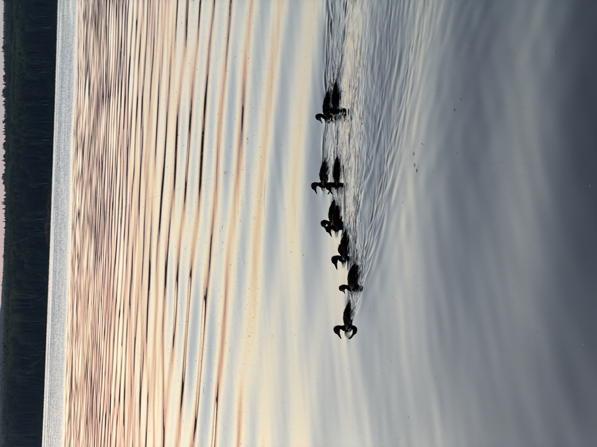 A flock of six dark silhouettes of waterfowl, likely ducklings and their parent, are swimming in a body of water. The water's surface is rippled, reflecting the soft colors of the sky, which are pale pink and white. In the background, a dark line of trees forms the horizon, suggesting a forest. The overall scene depicts a peaceful natural environment. This image was taken at the Kama River reservoir near Chaikovsky, Russia, during twilight.