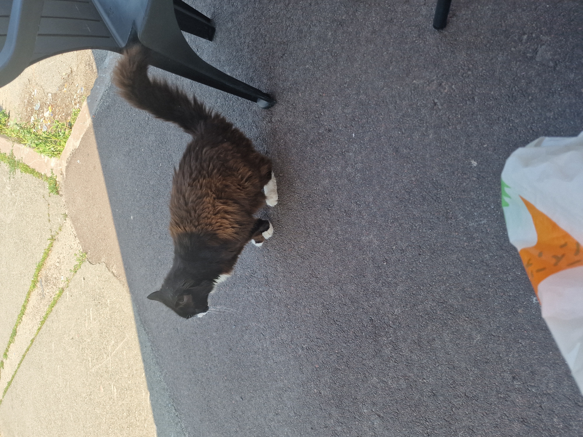 A long-haired black and white cat with white paws is crouching on an asphalt surface. The cat is facing left with its tail held high and is partially obscured by a black chair. The background shows a concrete surface with patches of grass and a shadow cast from an unseen object, likely indicating an outdoor setting. There is also a portion of a white bag with an orange and green pattern in the foreground. The scene is set in an unspecified urban location.
