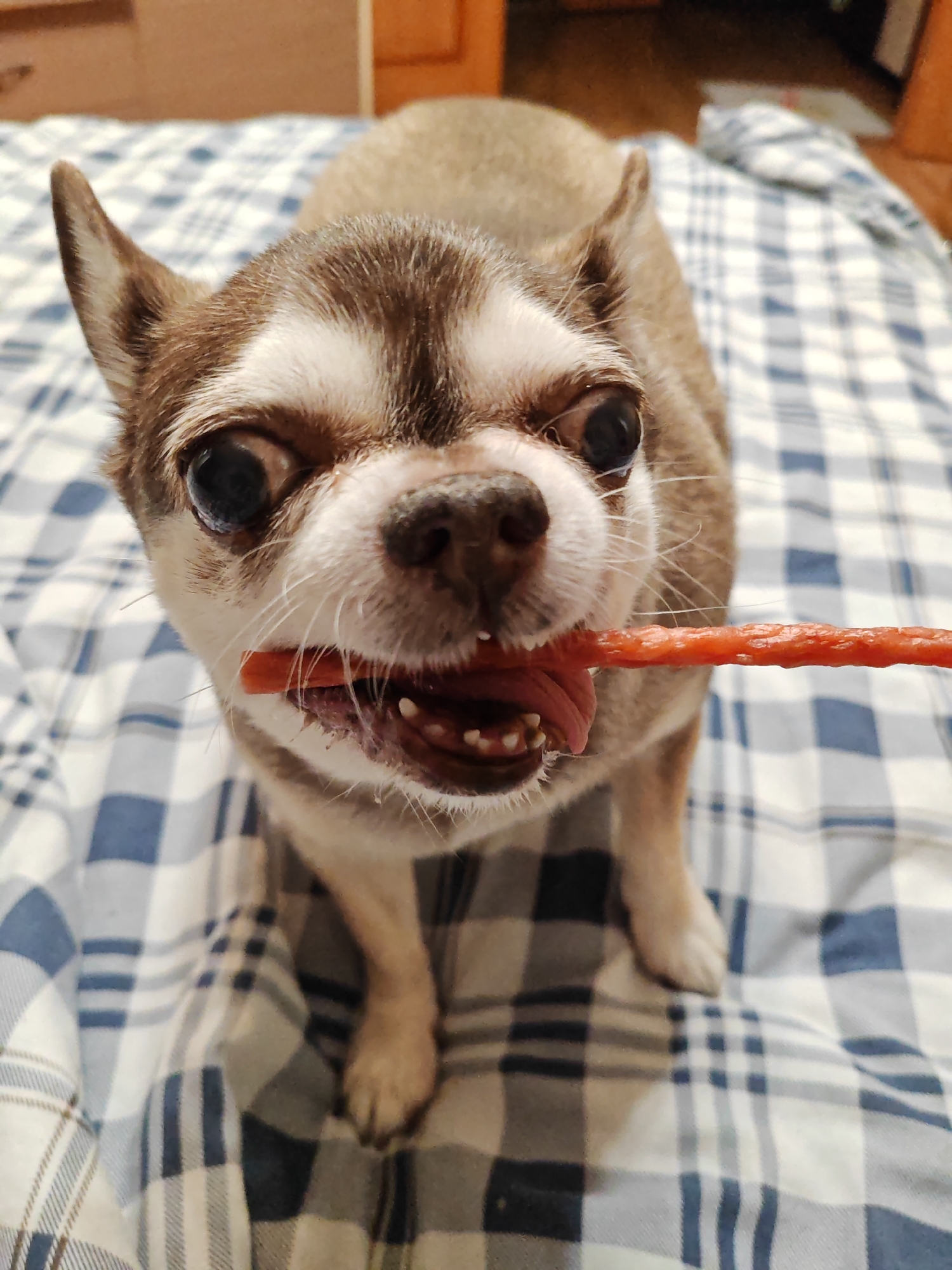 A close-up, high-angle shot depicts a brown and white Chihuahua dog holding a stick of what appears to be a meat treat in its mouth. The dog stands on a blue and white checkered blanket, with its front paws visible. The background includes blurred wooden furniture. The location is undeterminable, and is definitely not Saint Petersburg, Russia.