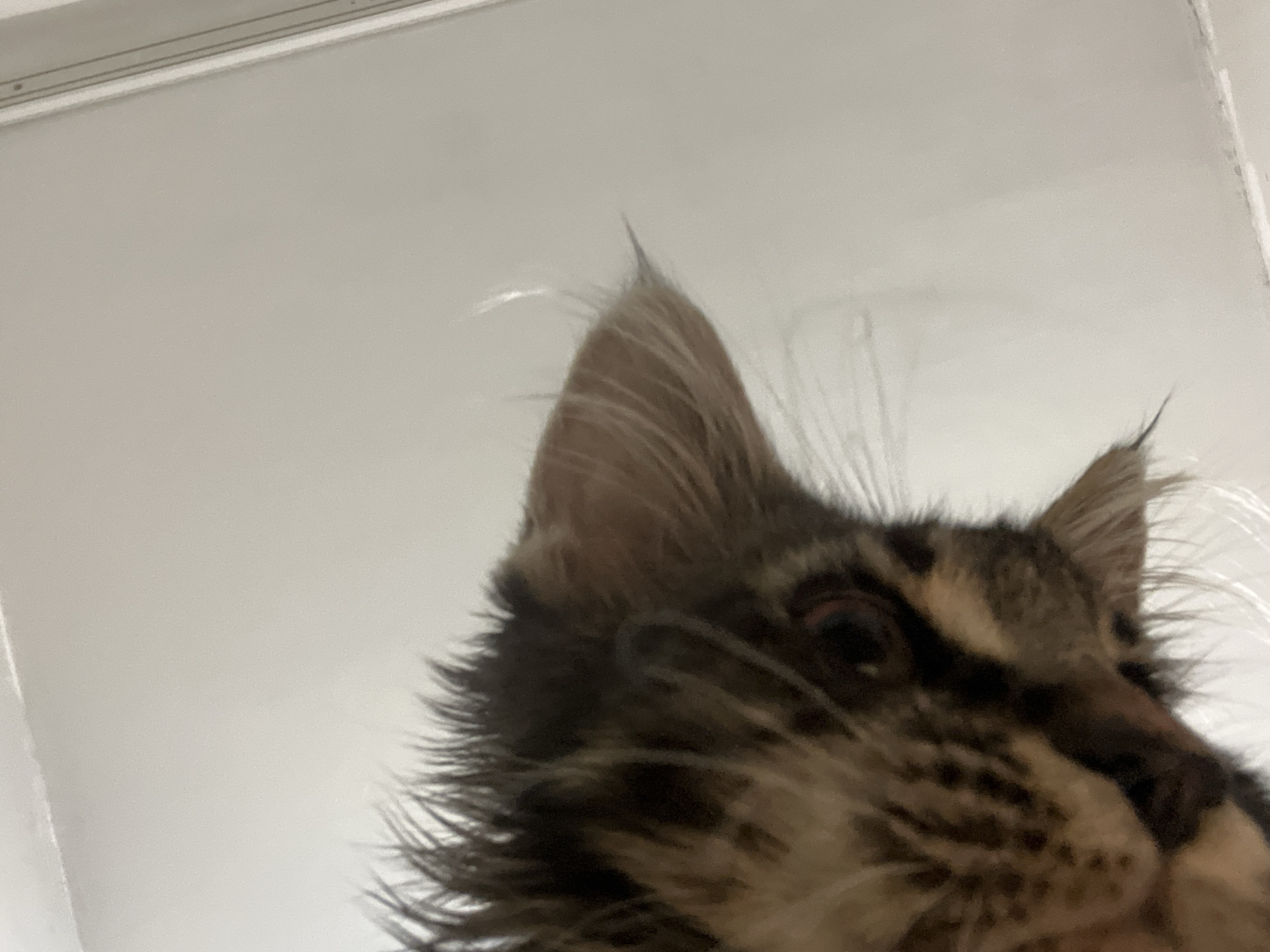 The media file is a close-up, low-angle shot of a cat's face, taken from a perspective looking up at the animal. The cat has tabby markings with shades of brown, black, and tan fur. Its eyes are visible, with one appearing to have a reddish hue, and its ears are prominent, with one pointing upwards and tufts of fur extending from its tips. The background is a plain, light-colored surface, possibly a ceiling or a wall, with a thin, horizontal line near the top edge of the frame, which could be a light fixture or a seam. The lighting appears to be ambient and diffused, with no strong shadows. The focus is primarily on the cat's face, with its fur appearing slightly blurred in places due to the shallow depth of field. No specific activity or event is depicted, other than the cat's mere presence and its gaze, which is directed towards the viewer. The overall impression is a candid shot, capturing the cat's features in an unusual perspective. There is no visible text in the image.