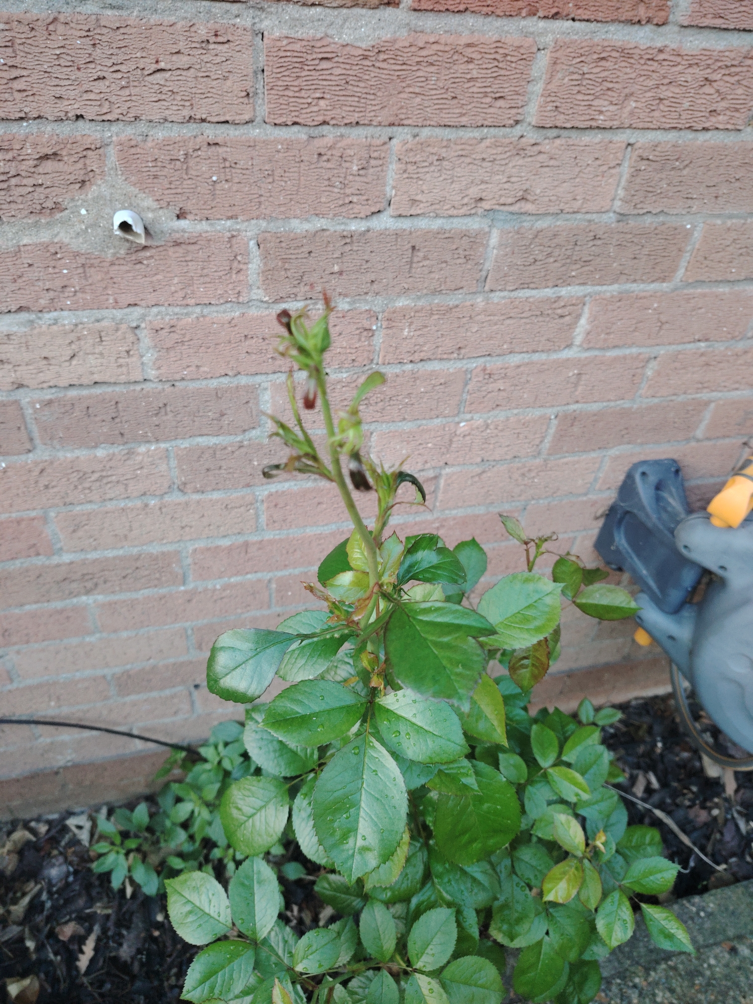 This image, captured in Huntingdonshire, United Kingdom, depicts a vibrant green rose bush situated against a reddish-brown brick wall. The bush exhibits numerous healthy leaves, many adorned with visible water droplets, suggesting recent precipitation or watering. Several new shoots, some displaying reddish-brown tips indicative of nascent growth or forming buds, extend upwards from the main foliage. The background wall is composed of textured, reddish-brown bricks with prominent grey mortar lines. A small, white, tubular object is partially embedded within the mortar between two bricks in the upper-left portion of the wall. To the right of the rose bush, a portion of a grey and yellow plastic watering can is visible, resting on a concrete or stone border. The ground area beneath the rose bush consists of dark soil or mulch, interspersed with some dead leaves and smaller green plants. A thin black cable traverses horizontally near the base of the scene.