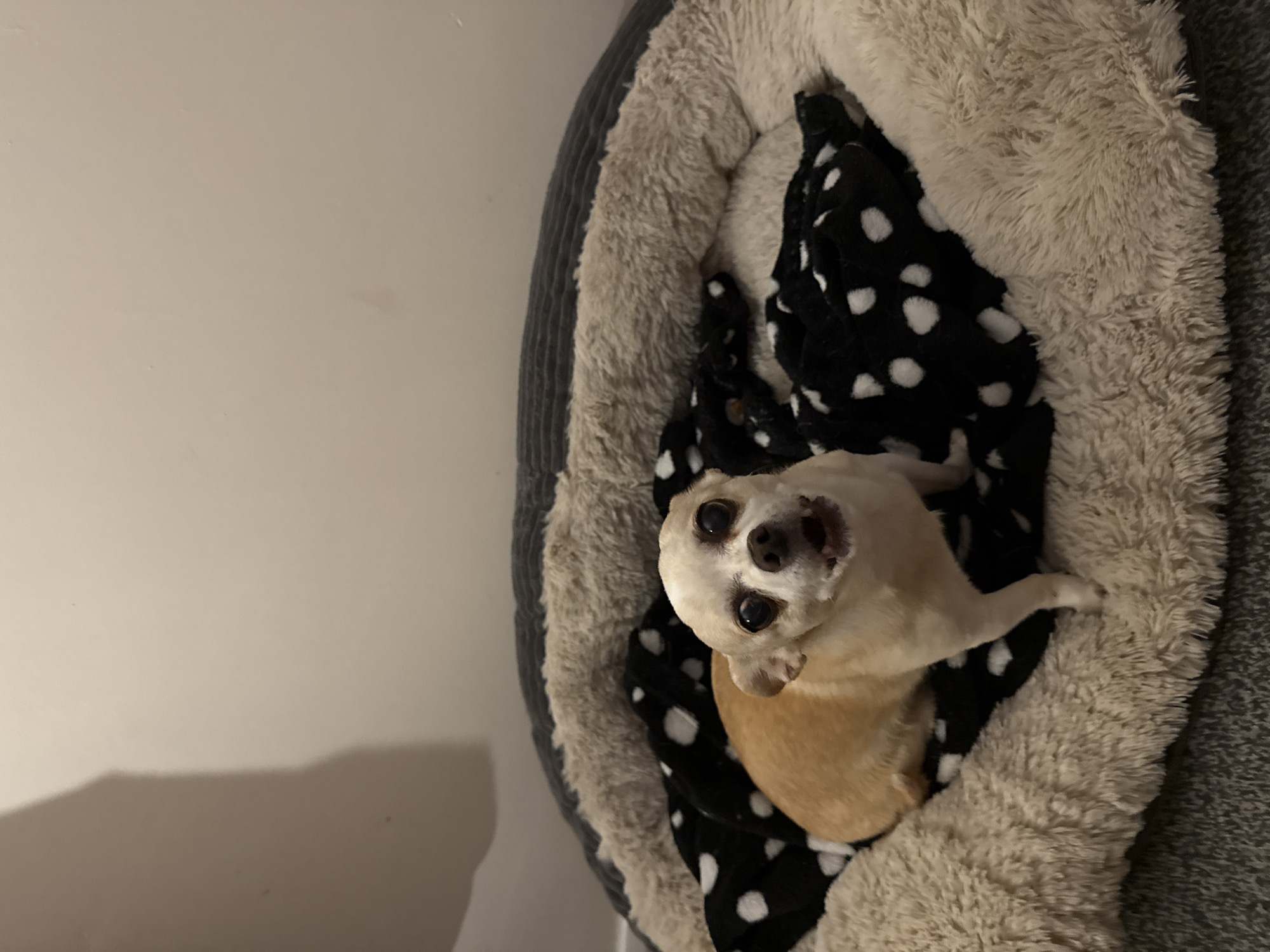 A small, light-tan Chihuahua rests in a plush, circular dog bed. The bed has a soft, faux fur interior in shades of beige and gray, lined with a black and white polka dot blanket. The dog is positioned at the bottom center of the frame, looking upwards toward the camera with its mouth open. The background includes a plain, light-colored wall on the left side of the image. The specific location in Hazlemere, United Kingdom, cannot be determined from the image.