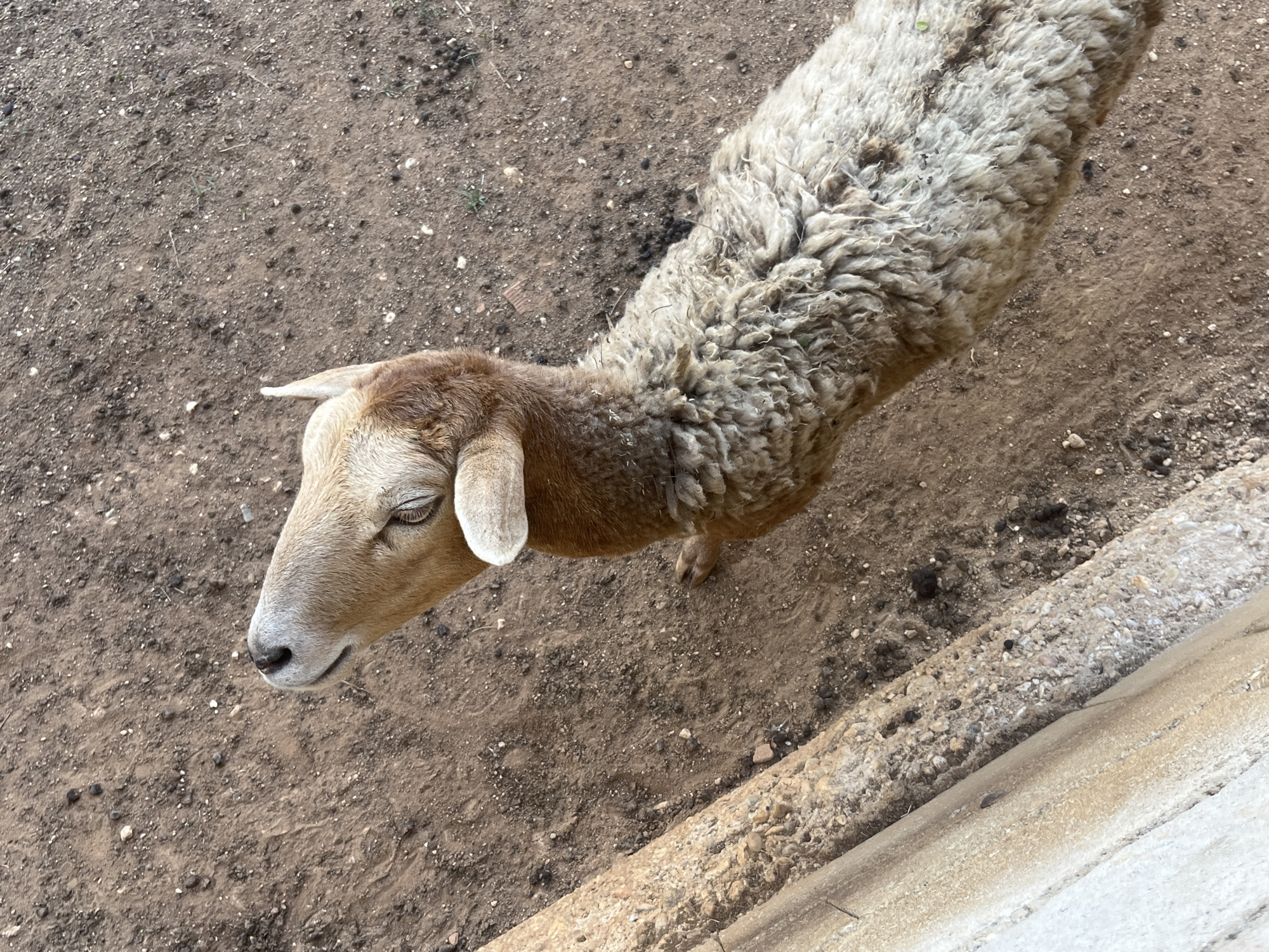 An overhead, slightly angled shot captures a single sheep standing on dry, dusty ground. The sheep's head is tan-brown with a lighter muzzle and closed or squinting eyes, while its body is covered in a thick, shaggy, light greyish-brown wool coat. The ground consists of loose, reddish-brown dirt mixed with small pebbles and sparse, dried vegetation, indicative of an arid or semi-arid environment, consistent with the location context of Tinaquillo, Venezuela. In the lower right of the frame, a light-colored concrete or stone structure forms a distinct boundary. The natural lighting suggests it is daytime with clear weather. The sheep appears to be standing still, possibly looking downwards. There is no visible text in the image.