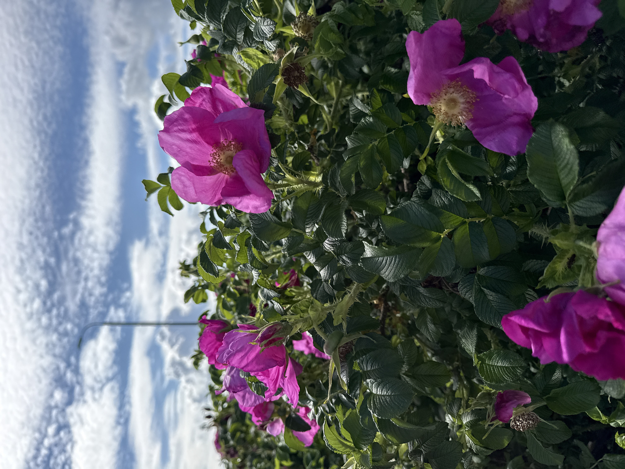 A close-up, eye-level shot captures vibrant pink wild roses with green foliage against a bright blue sky with scattered white clouds. In the upper left background, a tall, slender streetlamp with a curved top is visible. The roses are the primary focus, with several in bloom and some buds present, their petals delicate and slightly translucent. The leaves are a deep green and appear leathery. The overall impression is one of natural beauty in an urban setting. The location is unknown.