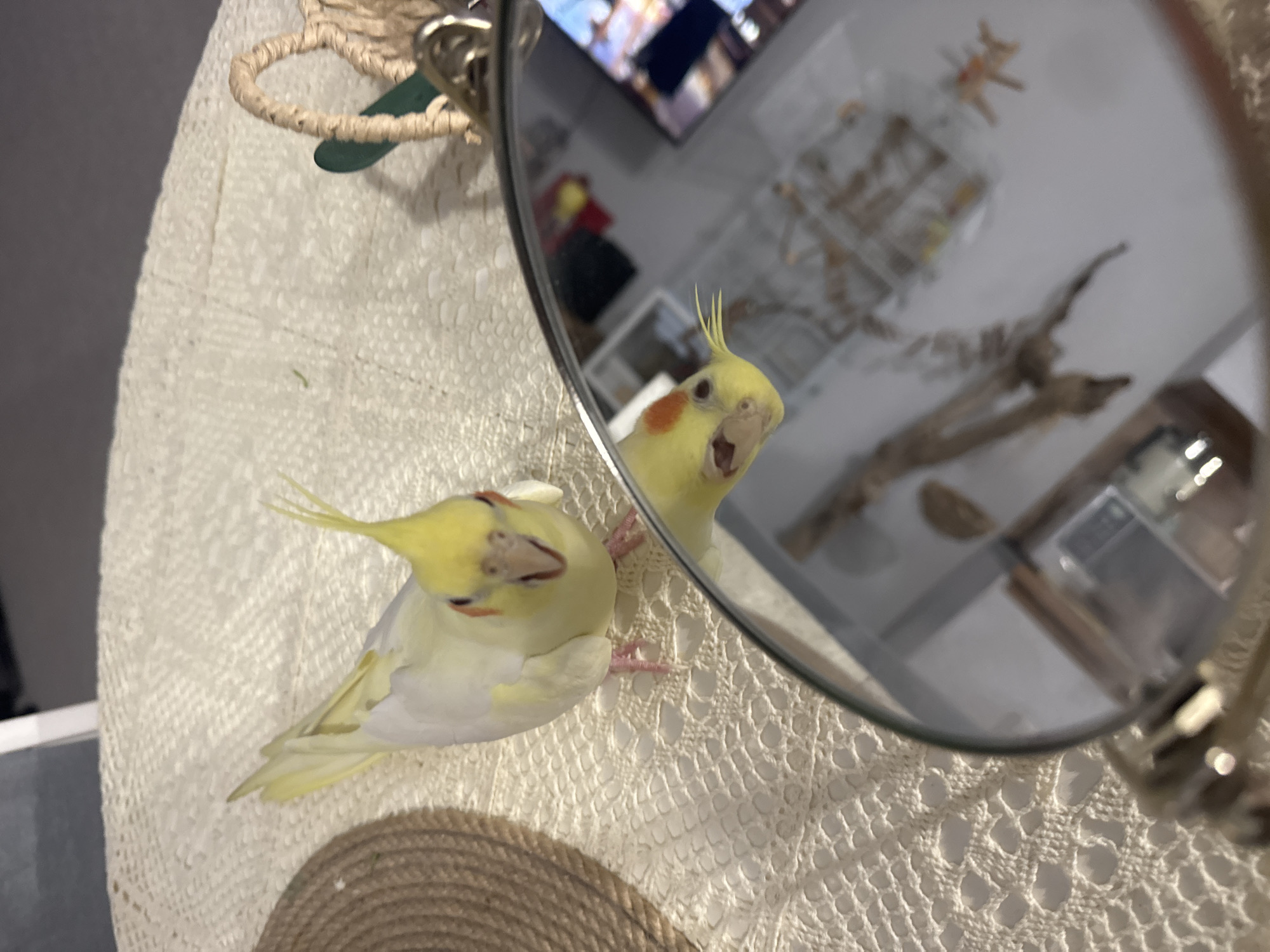 A yellow cockatiel is standing on a white crocheted surface and looking into a round mirror. The reflection in the mirror shows the cockatiel's face, as well as the interior of a room including a birdcage, a mounted bird skeleton, and a television. The location is not specified.