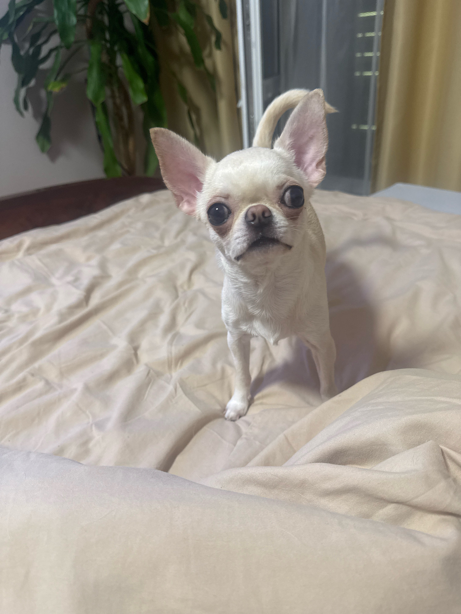 A white chihuahua dog stands on a beige comforter, facing forward. The dog's ears are large and erect, and its eyes are wide and dark. Its tail curls upwards. The background is blurred, showing a plant on the left and a window with blinds on the right. The scene is indoors, likely a bedroom, in Novosibirsk, Russia.