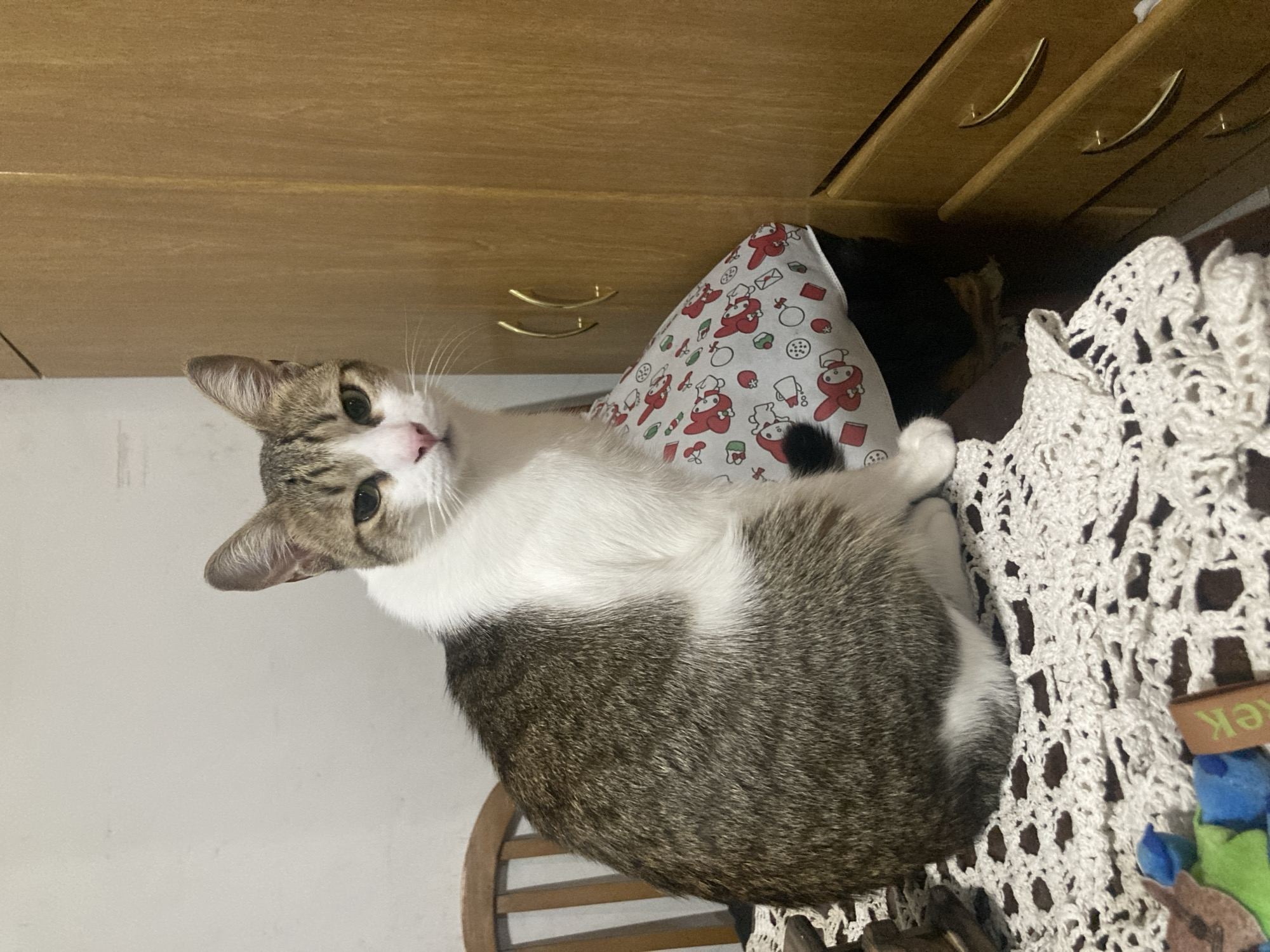 A gray and white cat is sitting on a chair with a white crocheted cover. The cat is looking directly at the camera. Behind the chair is a wooden dresser with gold handles. A pillow with a holiday pattern is next to the cat. The location is indoors and it is unclear if it's Buenos Aires, Argentina.