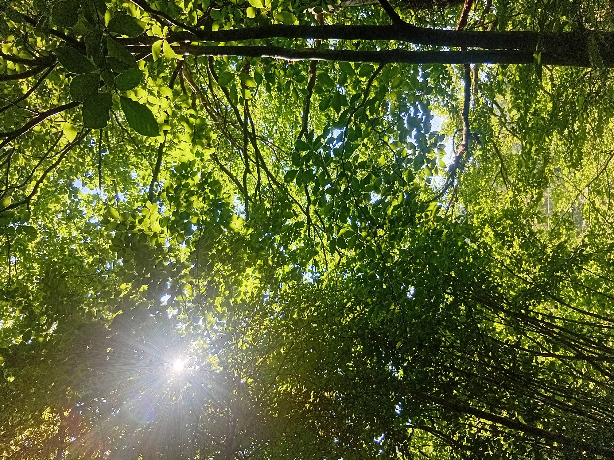 The image shows sunlight filtering through the canopy of a dense forest. The leaves are a vibrant green, indicating a healthy summer foliage. The sun appears as a bright, starburst shape in the upper left quadrant, with visible rays extending outwards. The trunks of several trees are visible, with one prominent dark-barked tree in the right foreground. The ground is not visible, as the camera is angled upwards into the trees. The overall impression is of a sun-dappled forest scene, typical of rural landscapes. The location is identified as Verkhniachka, Ukraine, suggesting a natural environment within or near this city.