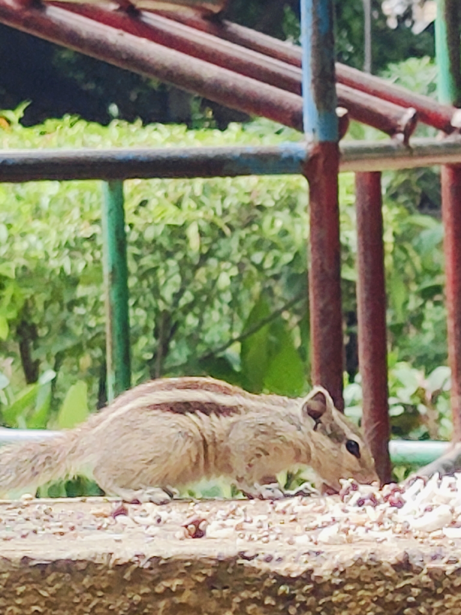 A side-view, medium shot captures an Indian palm squirrel in profile as it forages for food. The squirrel, with its characteristic striped back and bushy tail, is positioned on a textured, light-colored surface. In the foreground, scattered seeds and small particles suggest a food source. Behind the squirrel, a blurry background of green foliage is visible, indicating an outdoor setting. A structure with red and blue painted metal bars runs horizontally across the mid-ground. The scene appears to be set in a park or public area within Gurgaon, India. The lighting suggests it is daytime.
